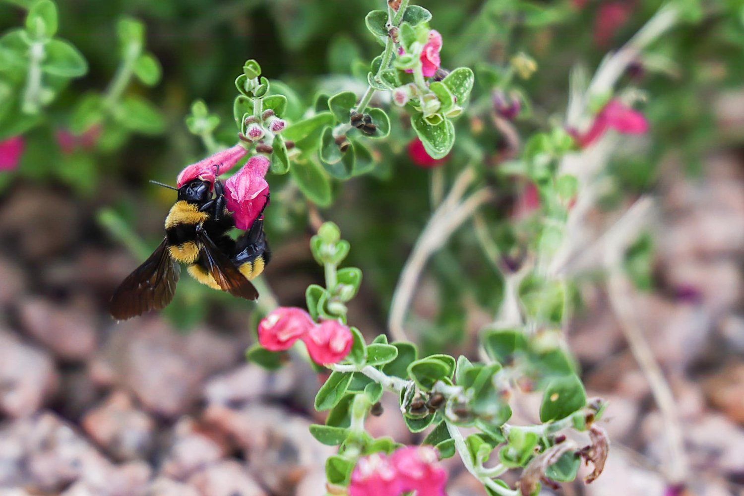 Close-up of a bumblebee pollinating pink flowers in a garden in Abilene, Texas.