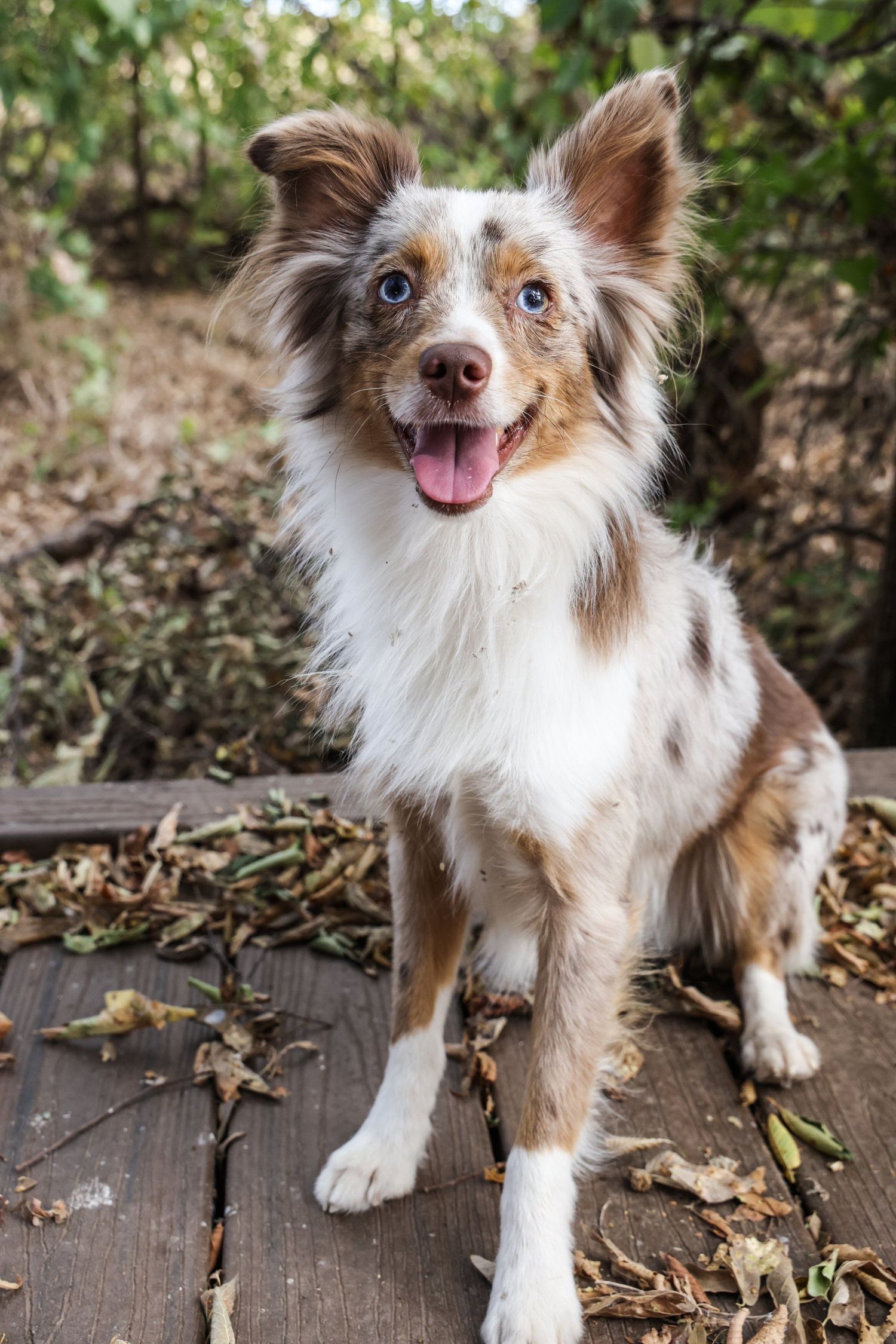 An Australian Shepherd dog with unique markings smiles at the camera while sitting on wooden decking in Abilene, Texas.
