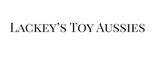 Simple black text logo reading 'Lackey's Toy Aussies' in serif font.