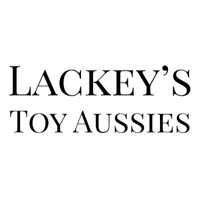 Black text logo design for Lackey's Toy Aussies in serif font.