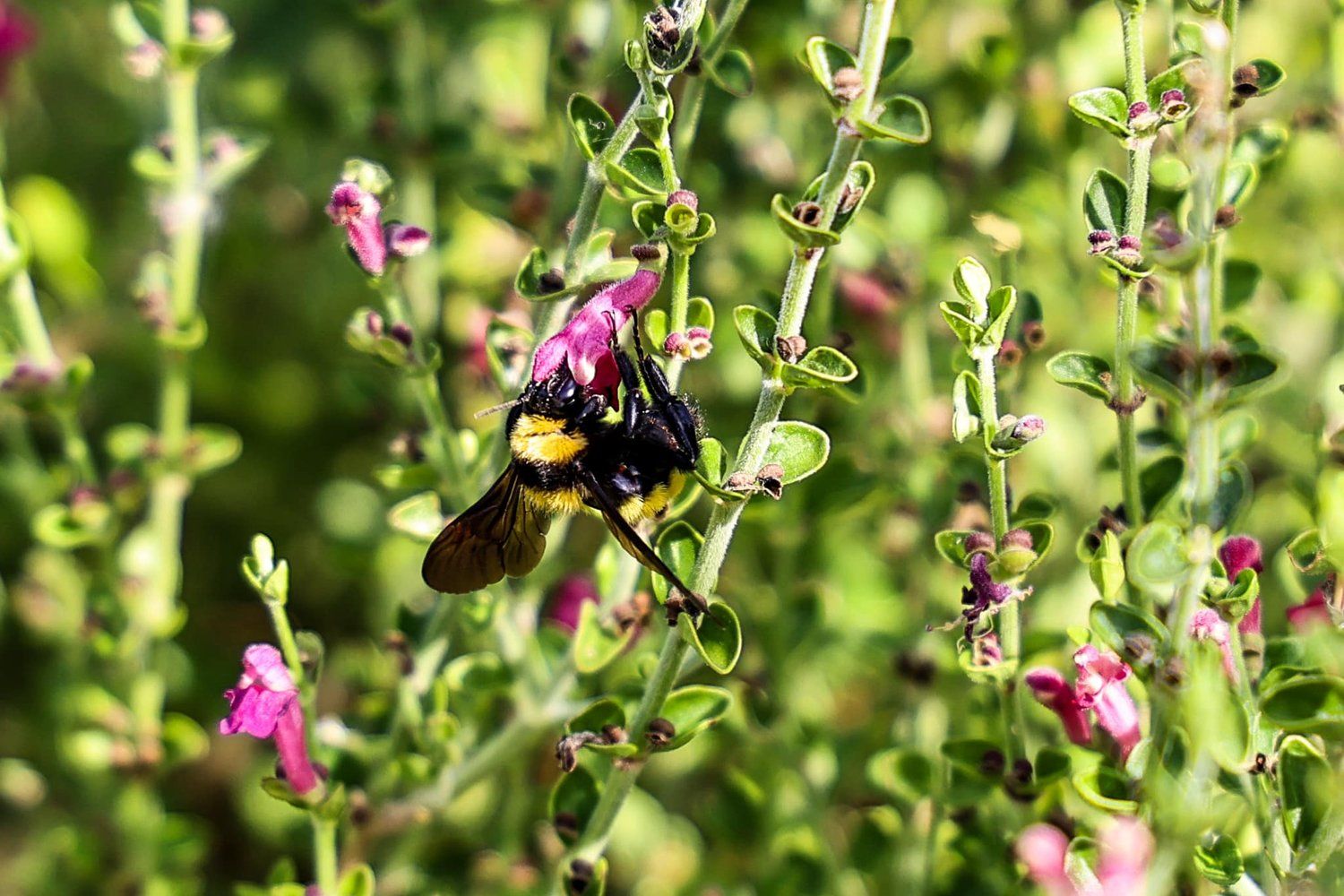 Close-up of a bumble bee gathering nectar from pink flowers in a garden in Abilene, Texas.