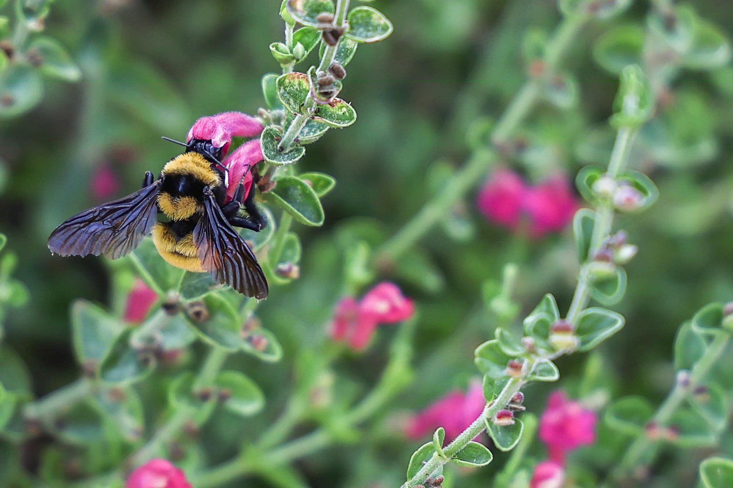 Close-up of a bumblebee pollinating pink flowers on a delicate green vine in Abilene, Texas.