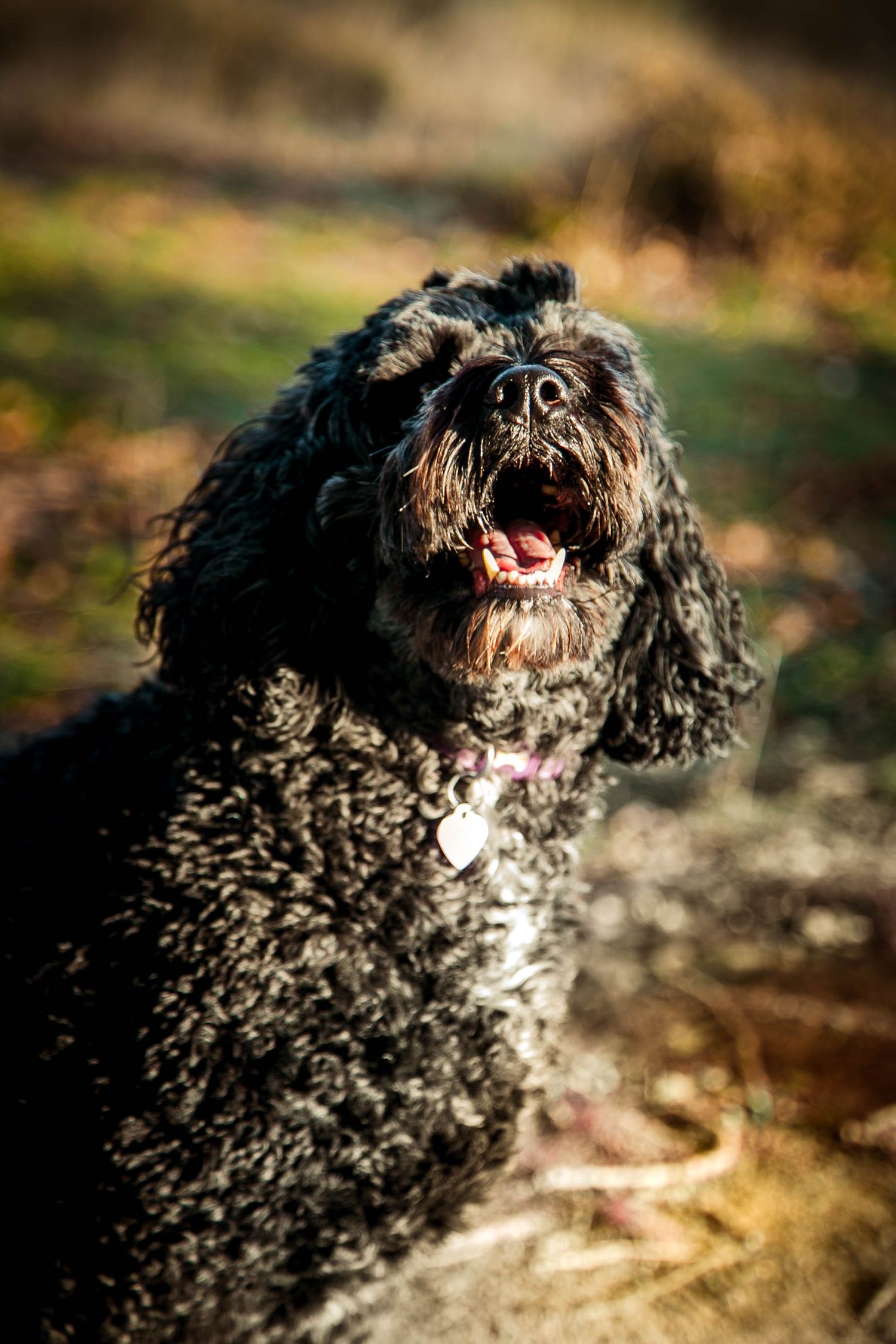 Black cockapoo dog posing for the camera during sunset hour in the woods