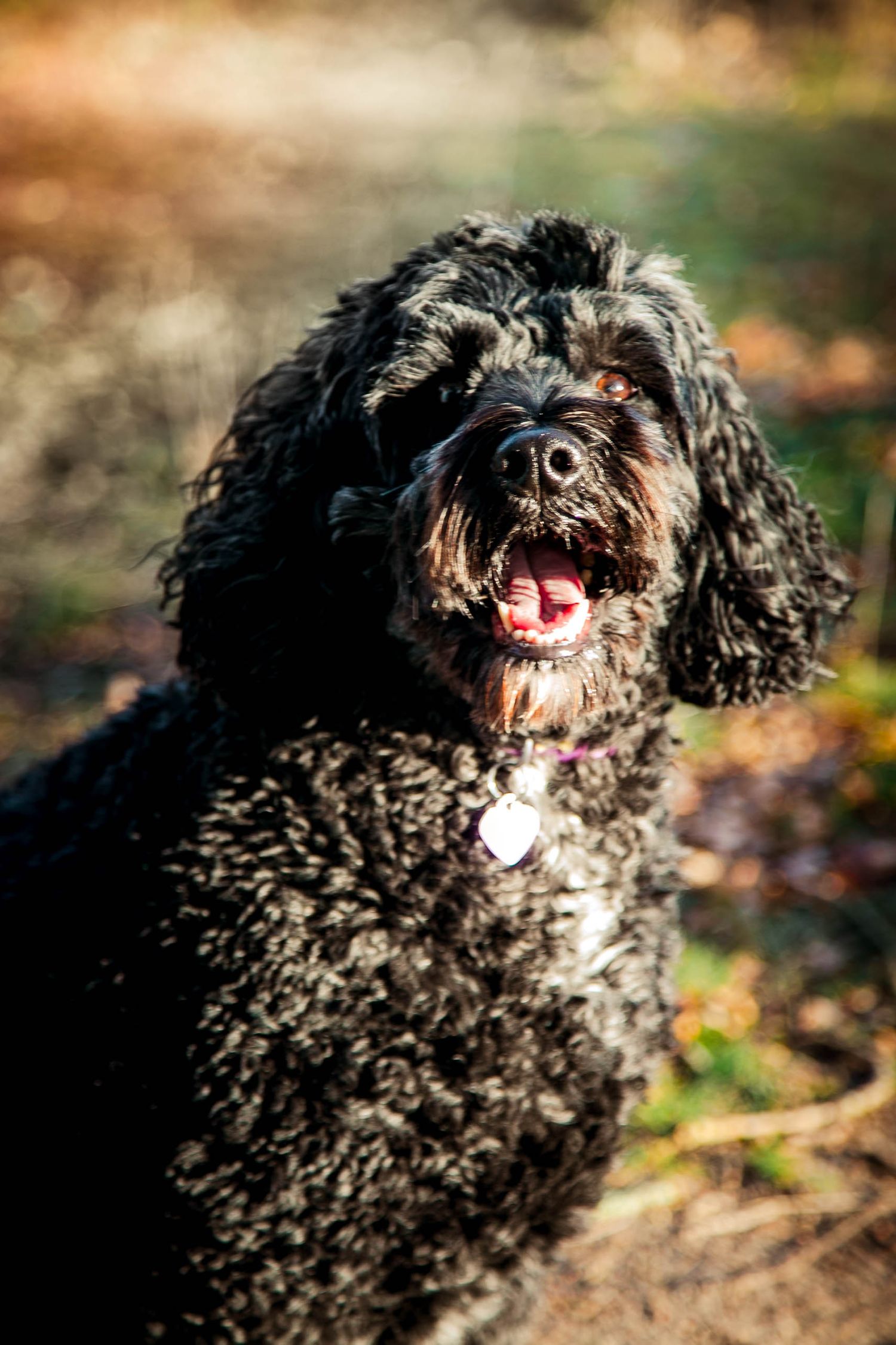 Black cockapoo dog looking at camera for their pet portrait