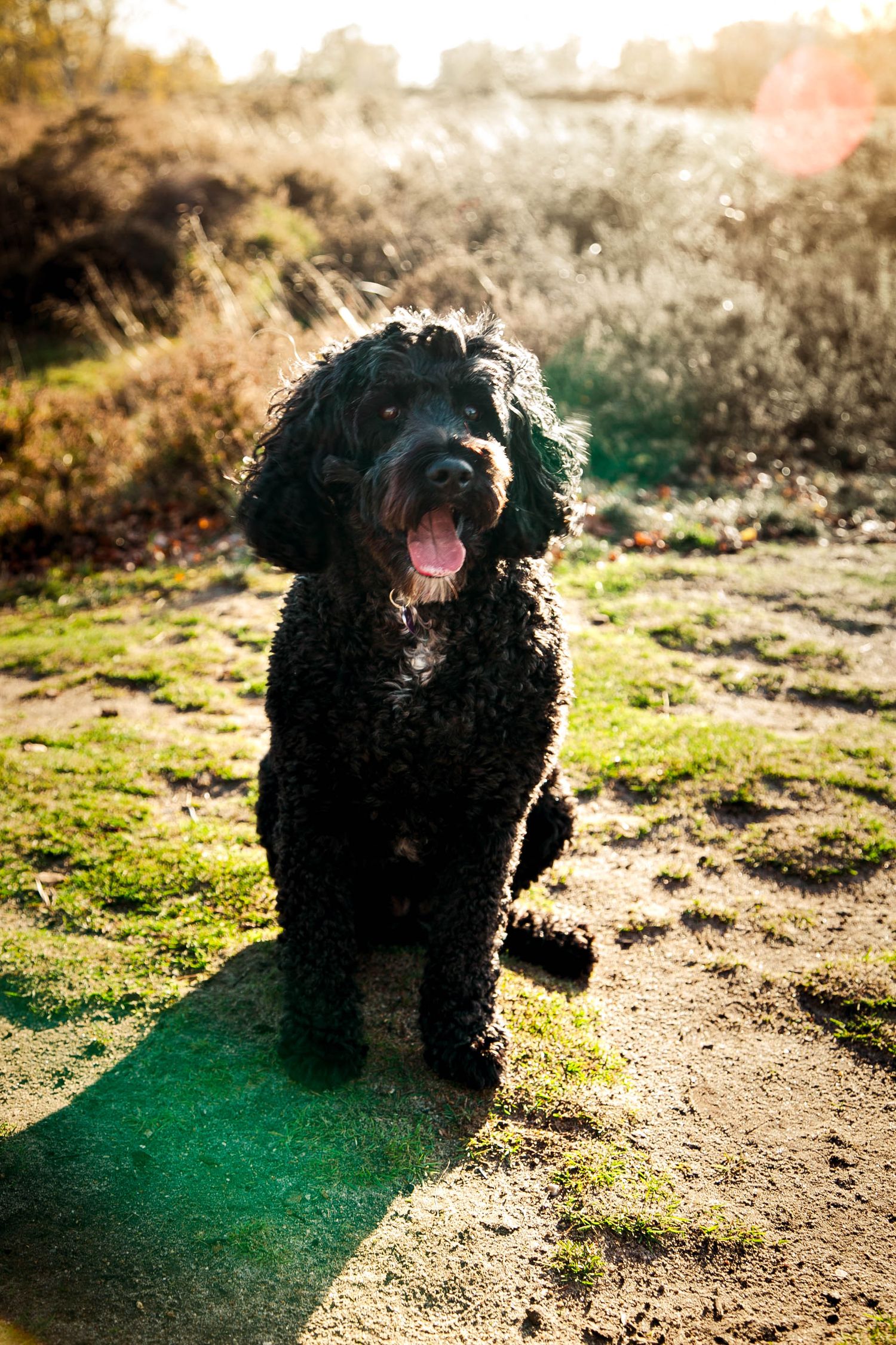 Black cockapoo sitting facing camera with tongue out