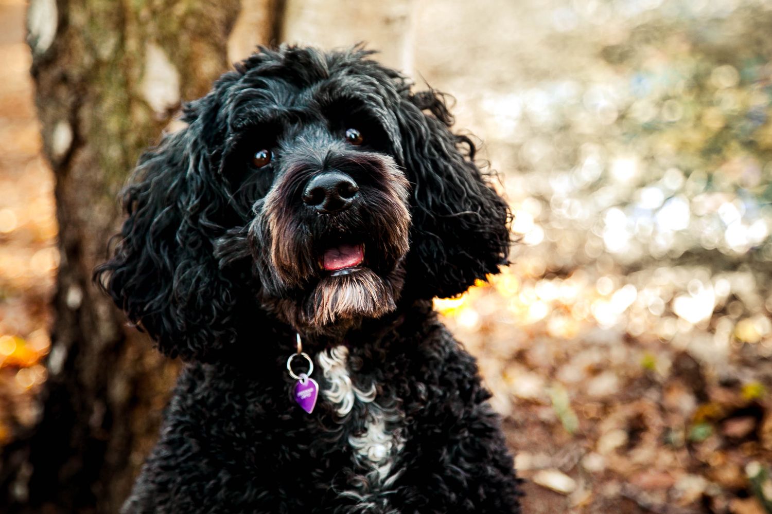 Headshot image of black cockapoo dog with tongue out