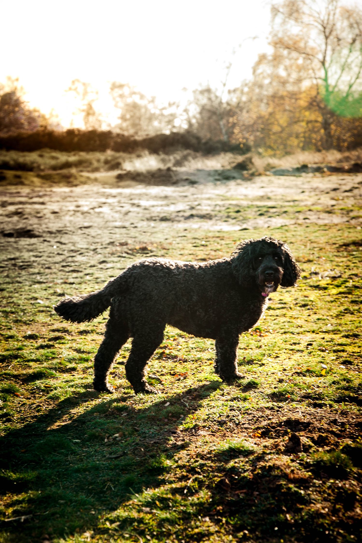 Full body image of black cockapoo facing to the right in middle of sunset