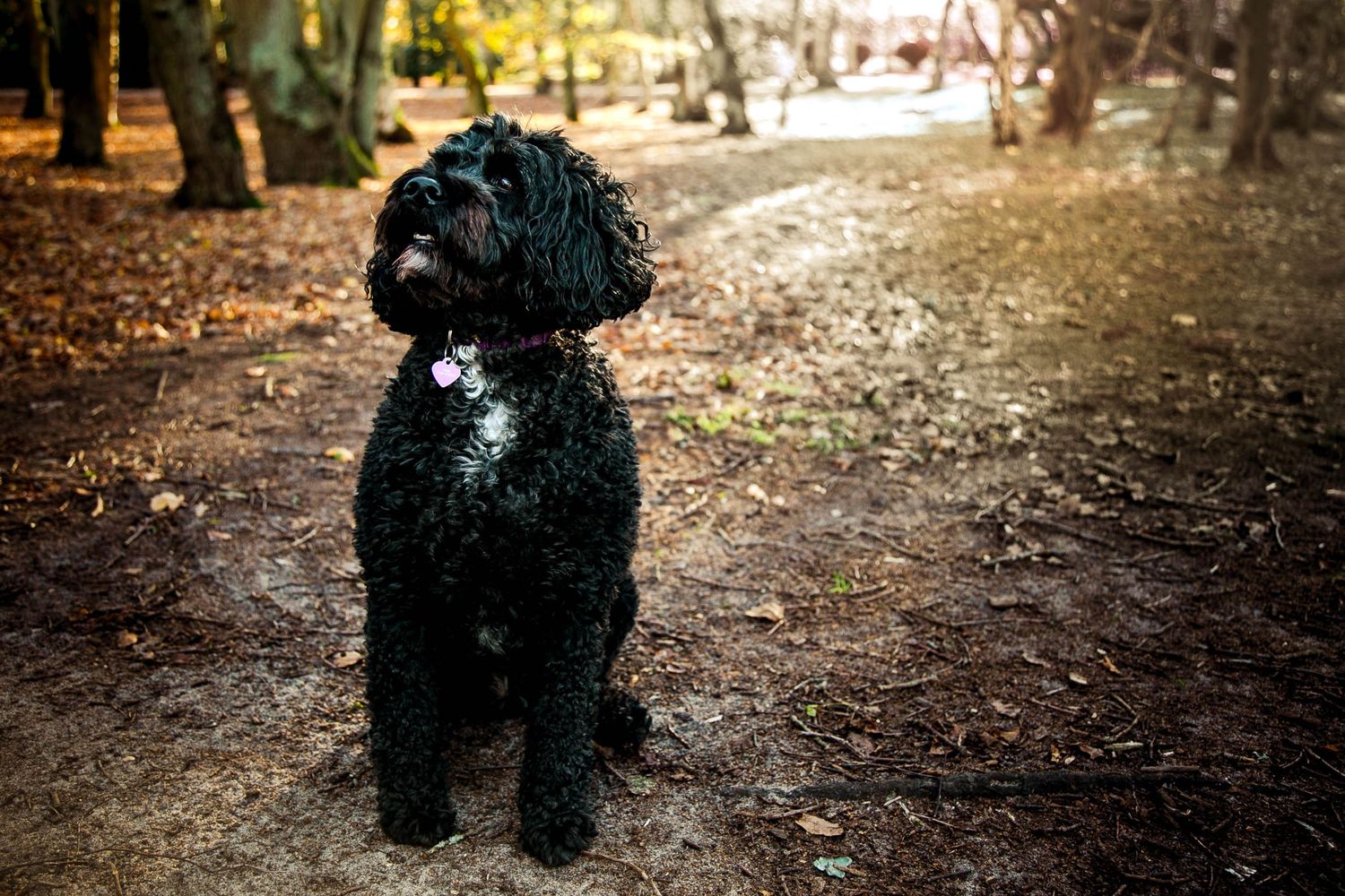 Cockapoo dog sitting in woods looking up at the trees