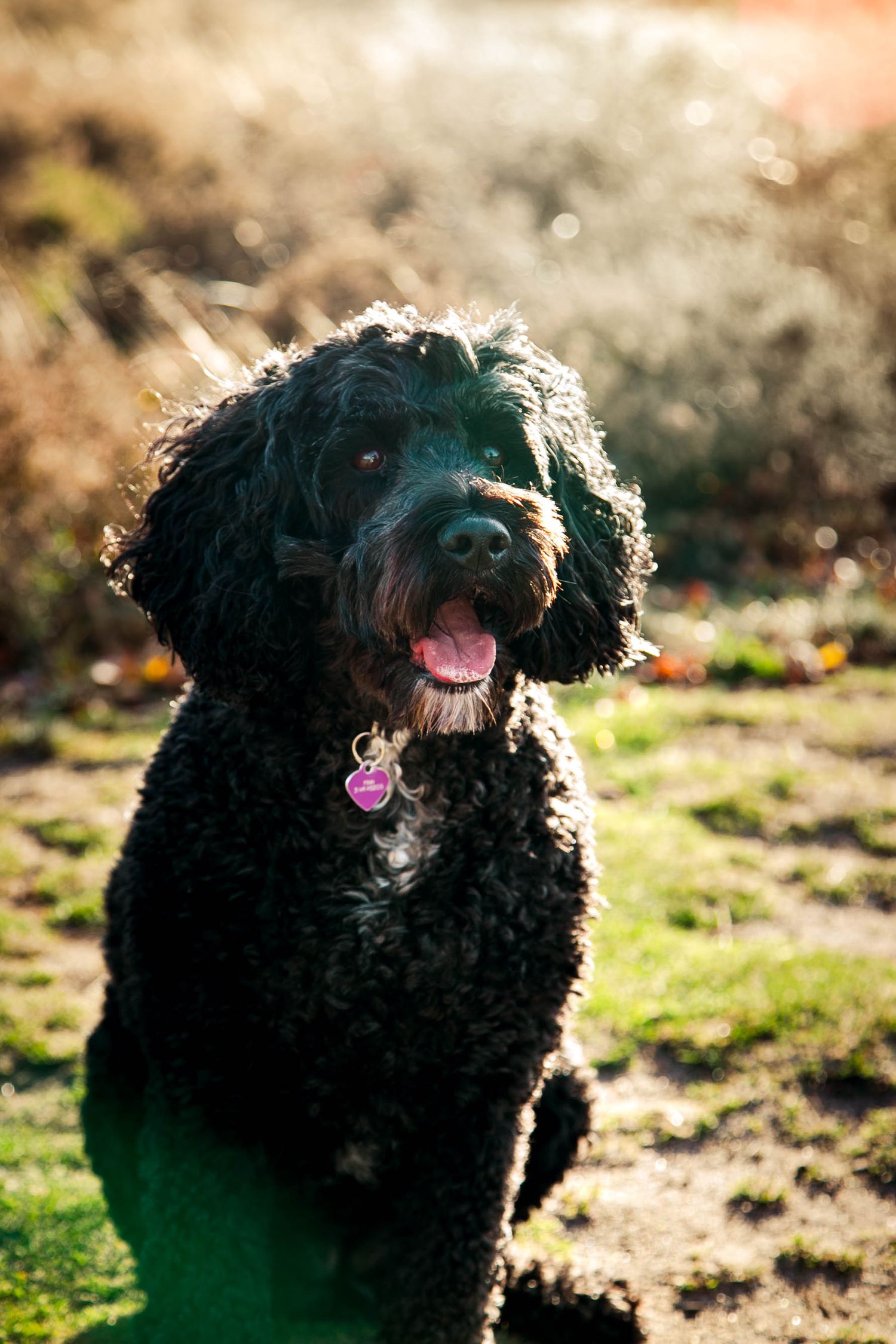 Black cockapoo dog smiling in the sunset in the woods