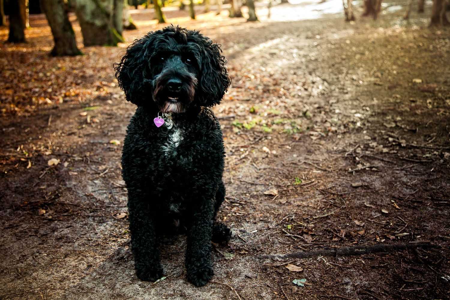 Cockapoo dog sitting in the woods facing camera