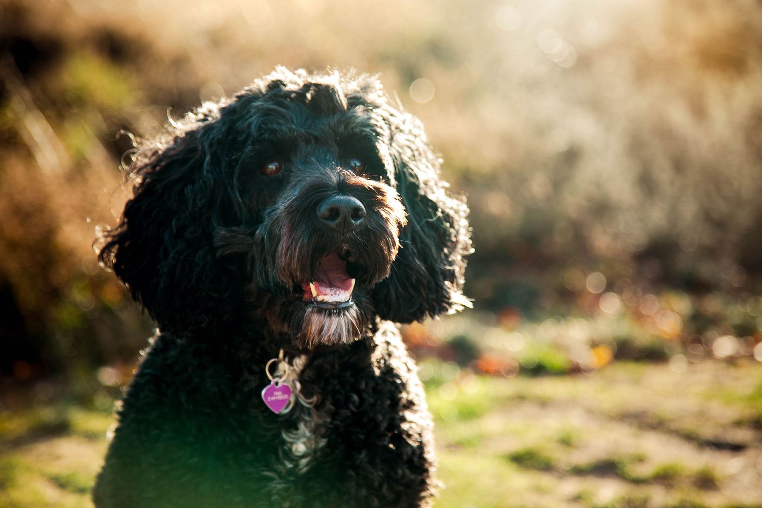 Portrait of black cockapoo dog from chest up, smiling at camera