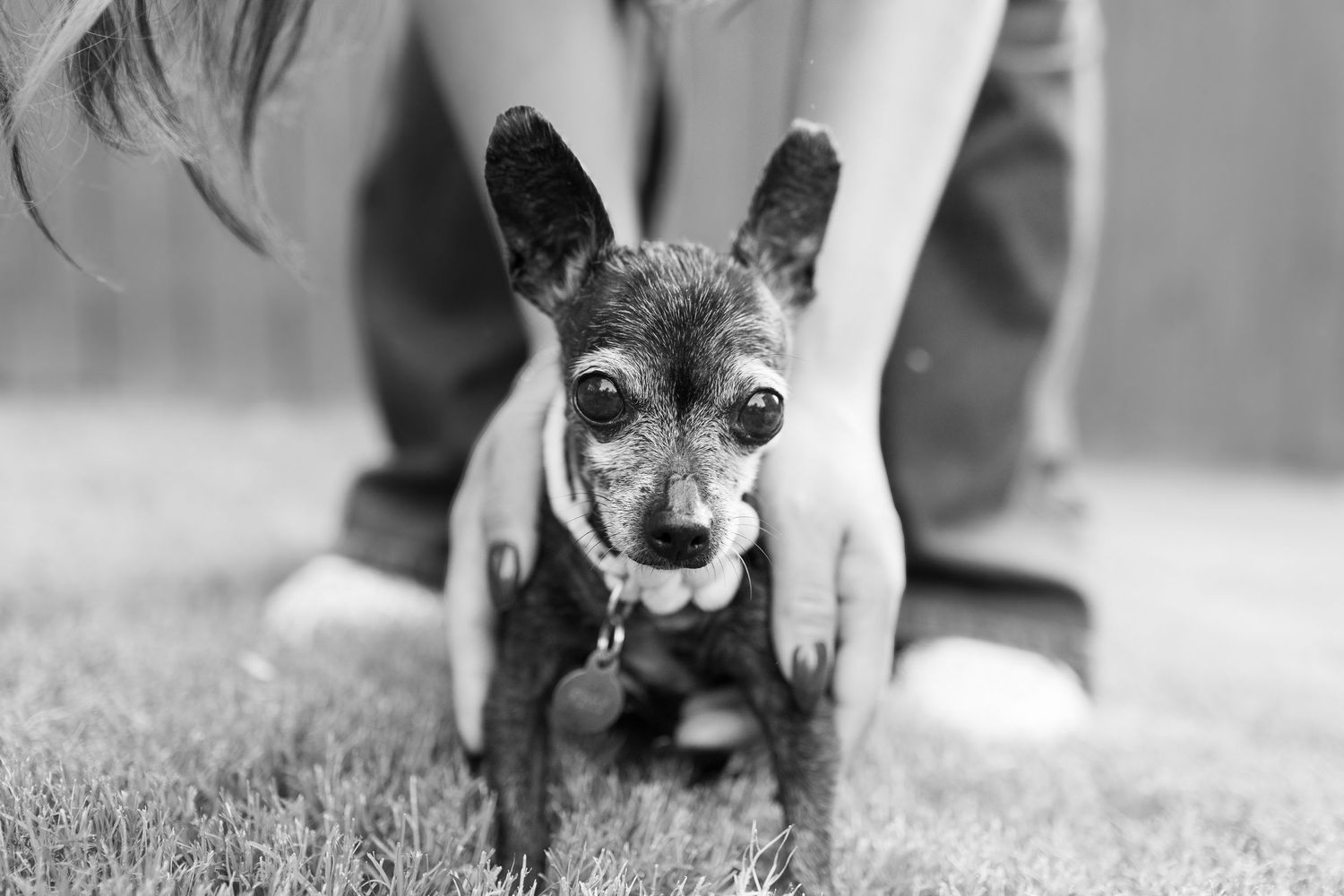 Black and white photo of a small Chihuahua dog being held by a person kneeling on grass.