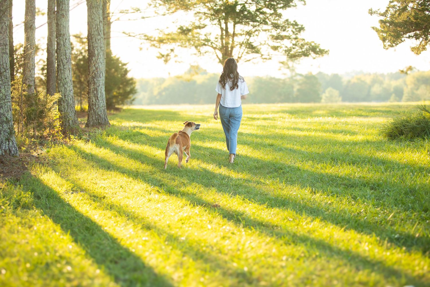 Golden sunset light streams through trees casting long shadows across a grassy meadow with a lone figure walking.