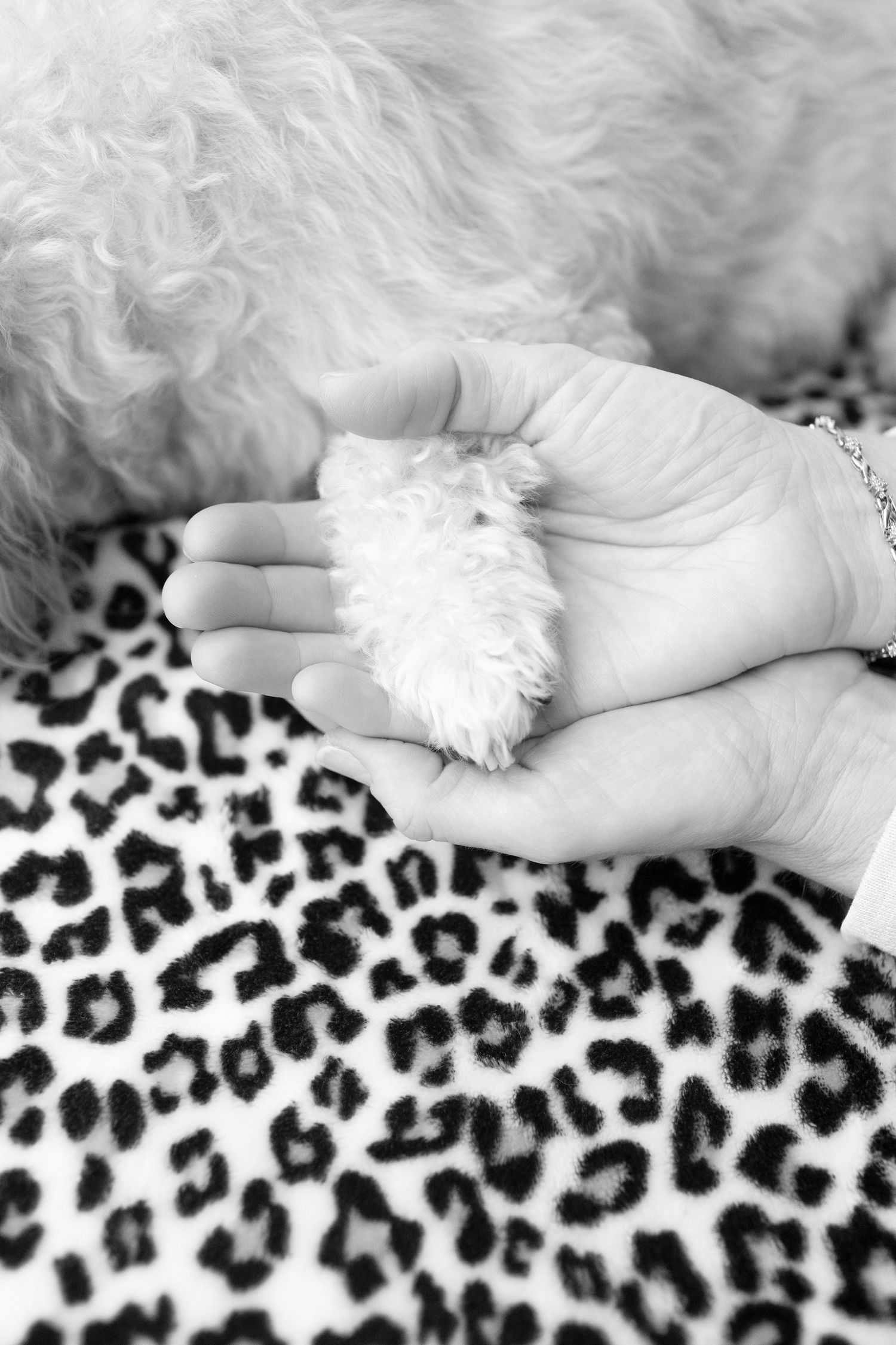 A small fluffy white puppy resting in an open human hand over a leopard print blanket in black and white photo.