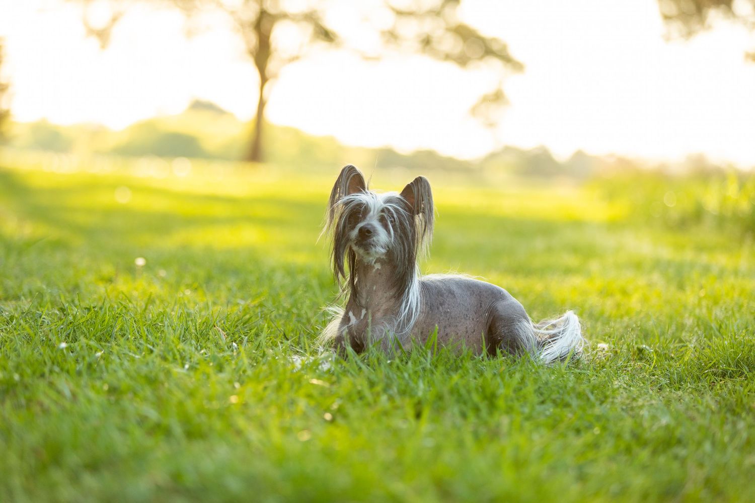 Chinese Crested dog with long silky hair rests on green grass in golden sunlight.