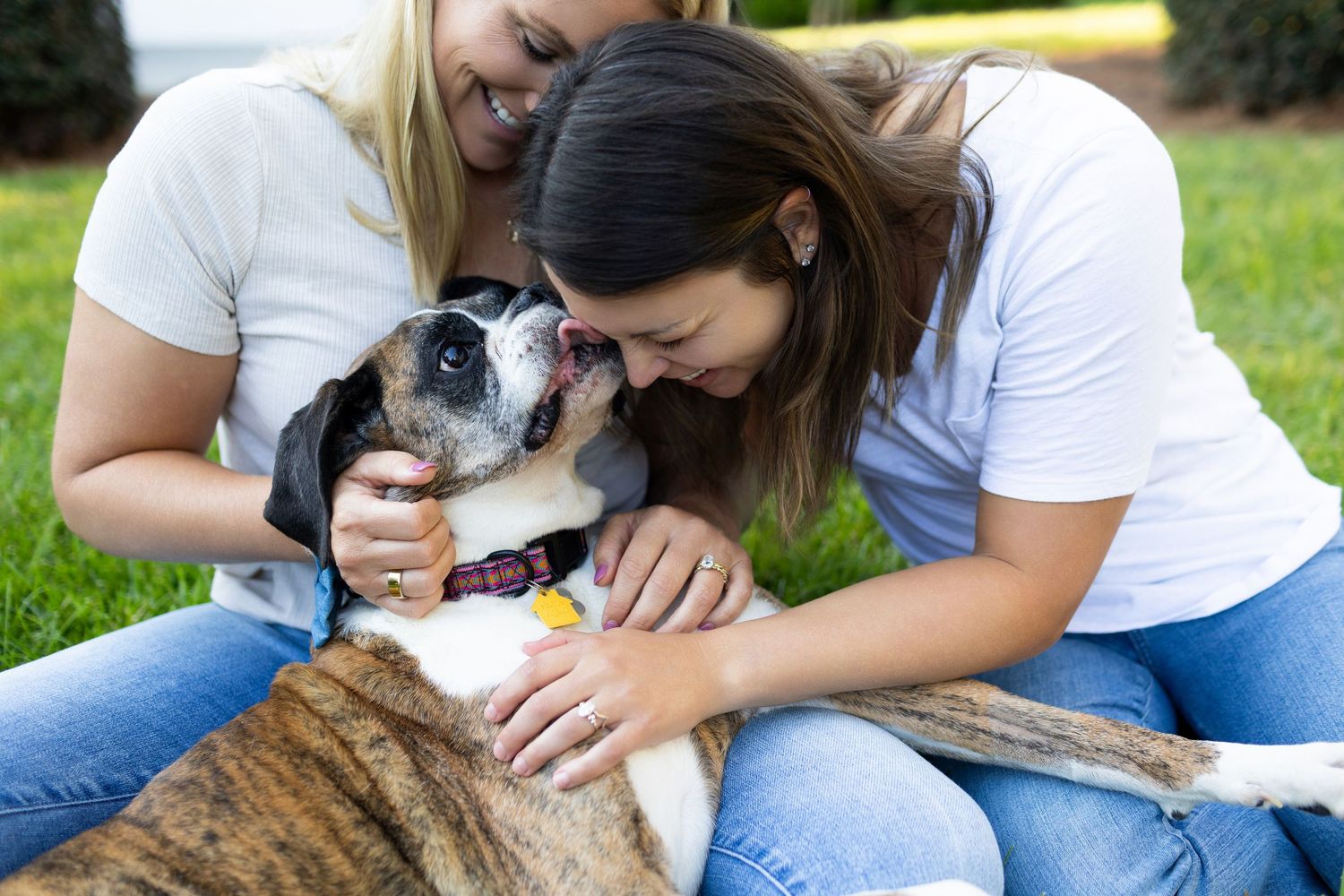 A series of close-up shots showing gentle interactions with a small white and gray dog outdoors in a grassy area.