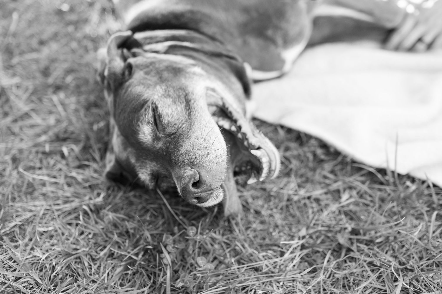A sleepy brown dog resting peacefully on green grass in a black and white outdoor photo.