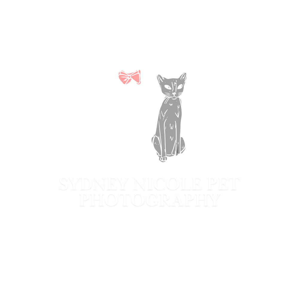 Elegant gray cat logo with pink bow for Sienna Hollister Pet Photography branding.