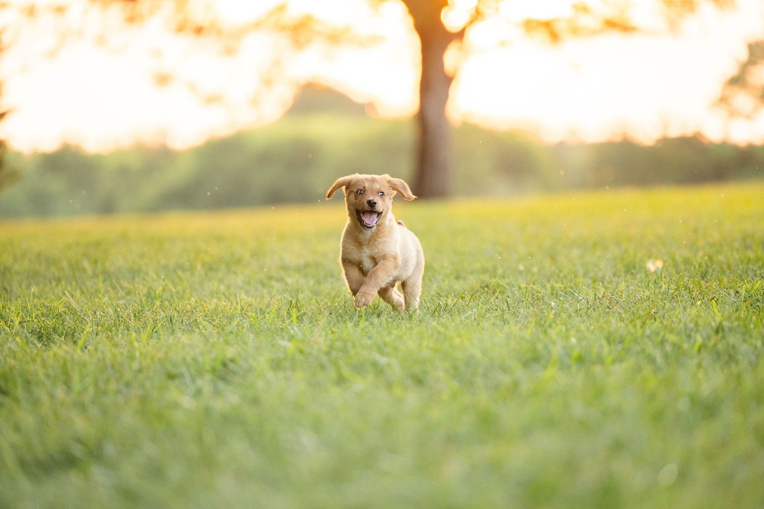 Golden Labrador puppy running joyfully through lush green grass at sunset with a tree in the background.