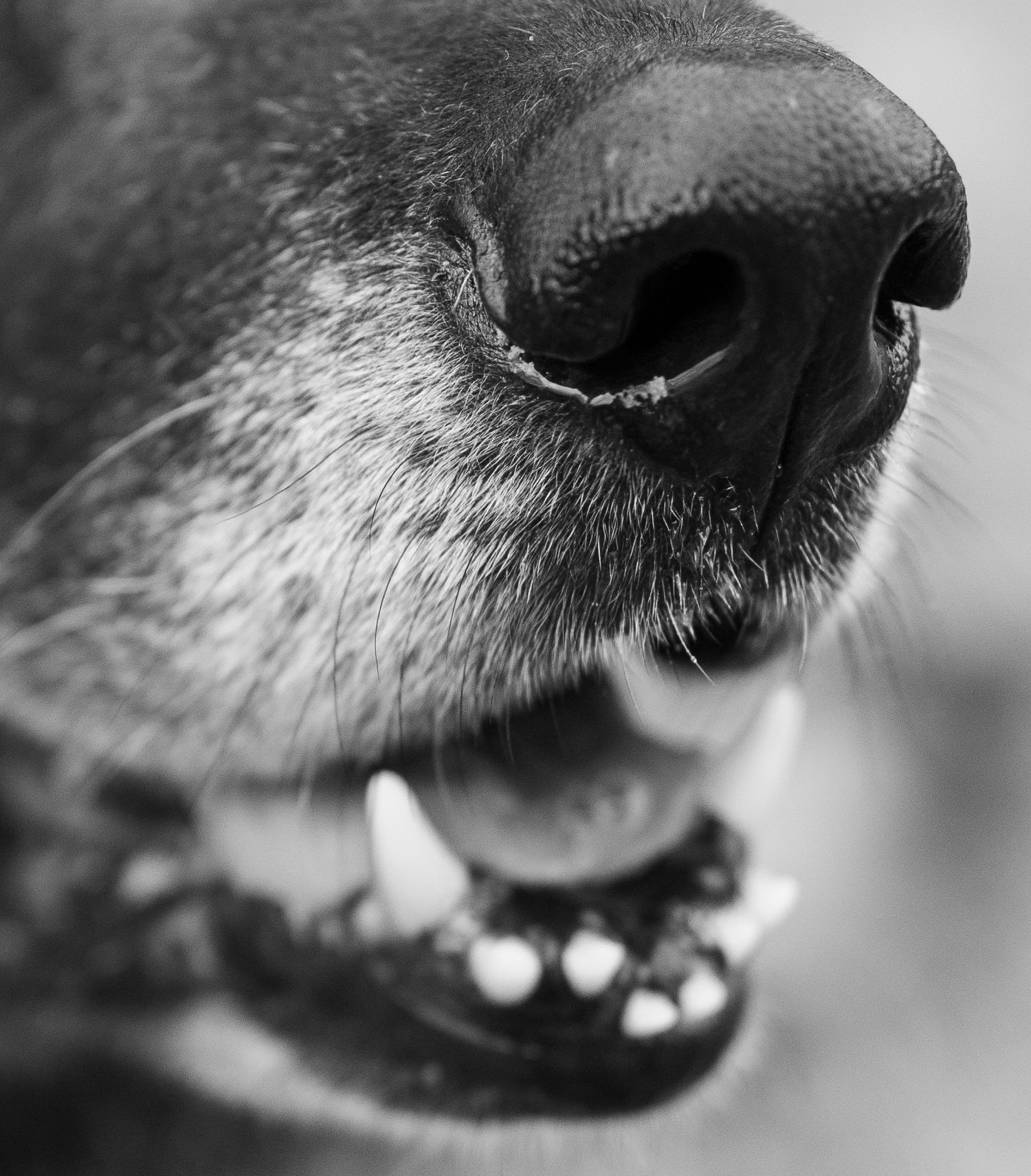 Close up black and white macro photograph of a dog's nose and mouth showing detailed whiskers and teeth.