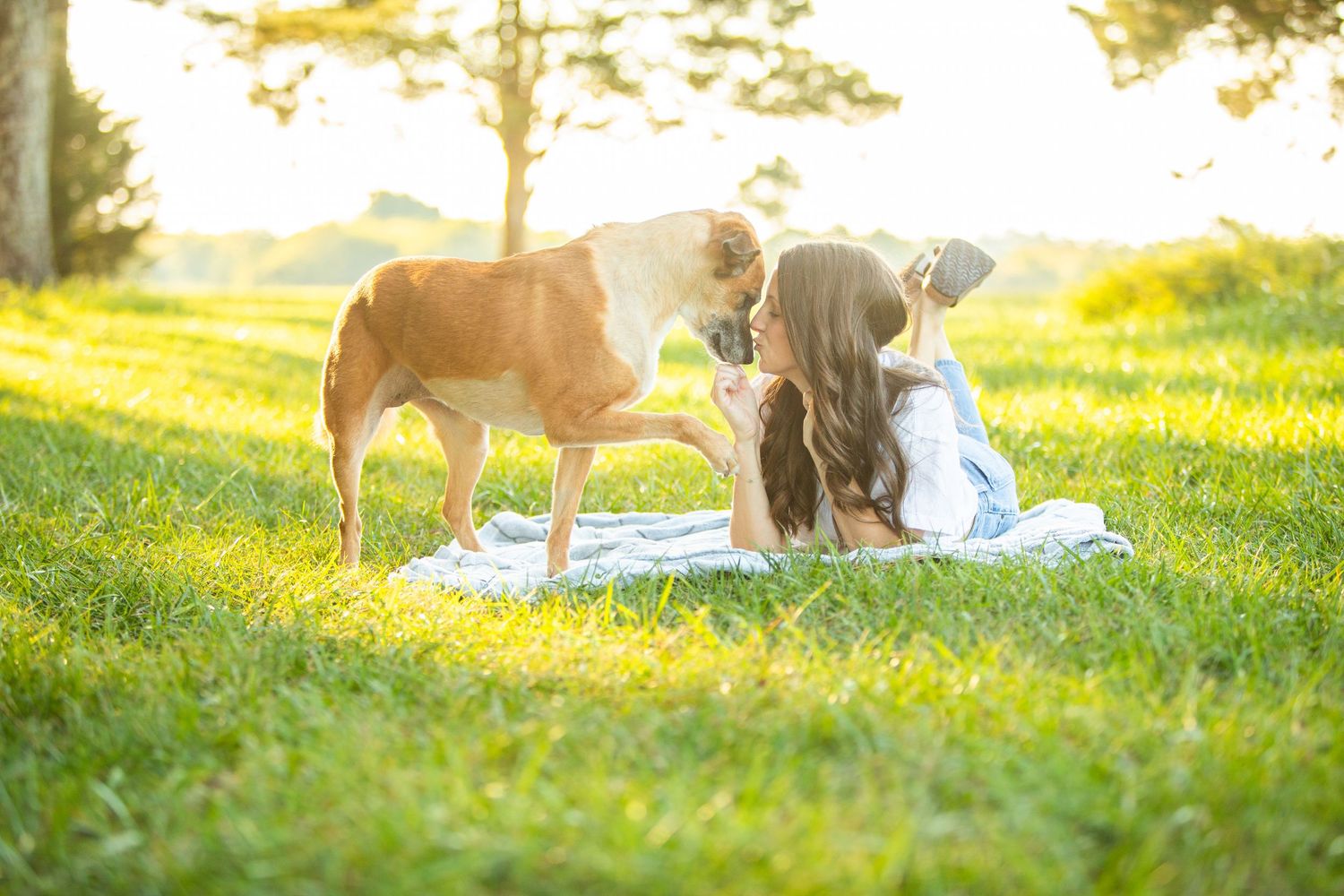 Four cream-colored French bulldog puppies explore a grassy field together on a sunny day.