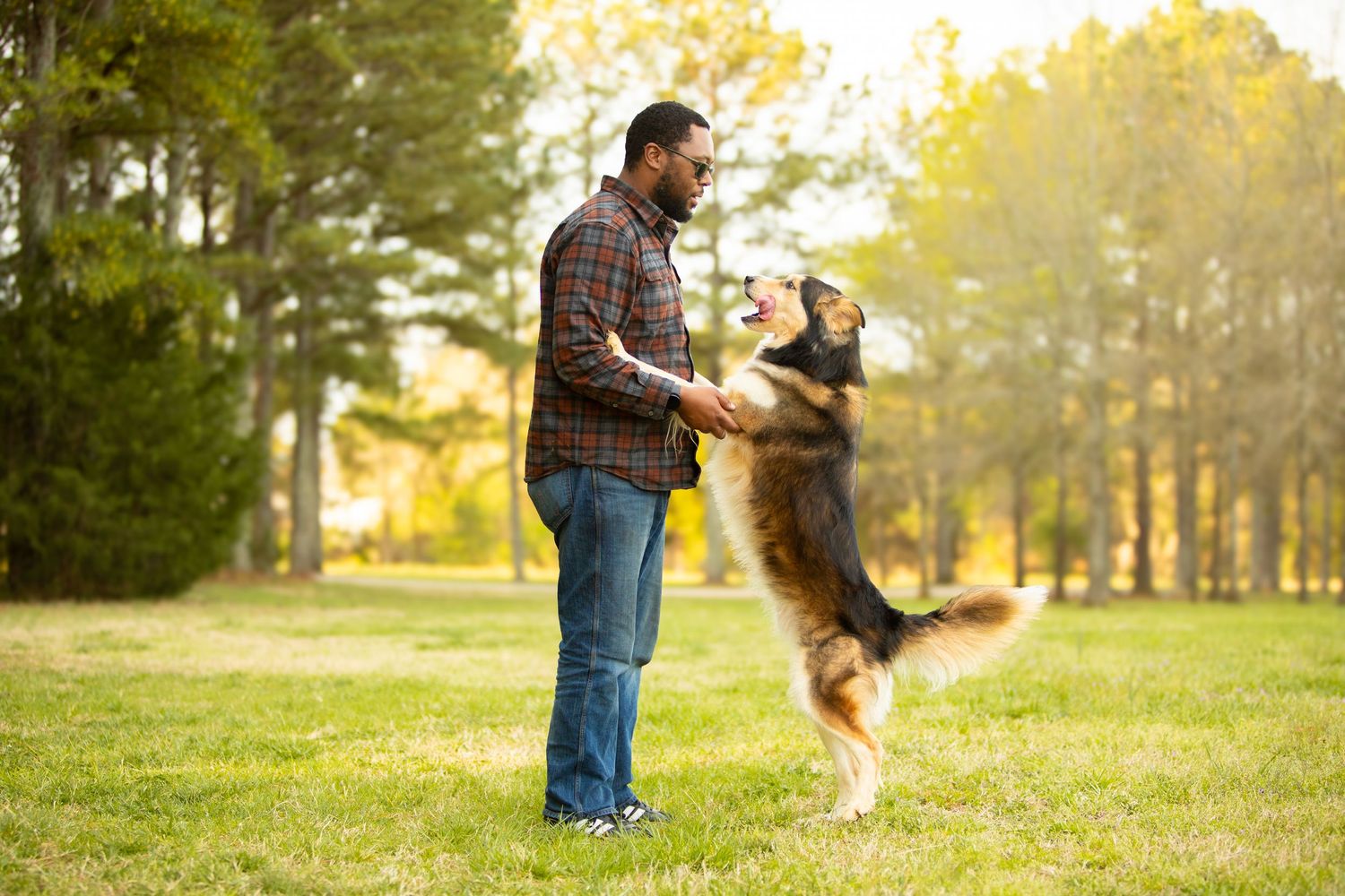 A person in a plaid shirt plays with their excited Australian Shepherd dog standing on hind legs in a sunny park.