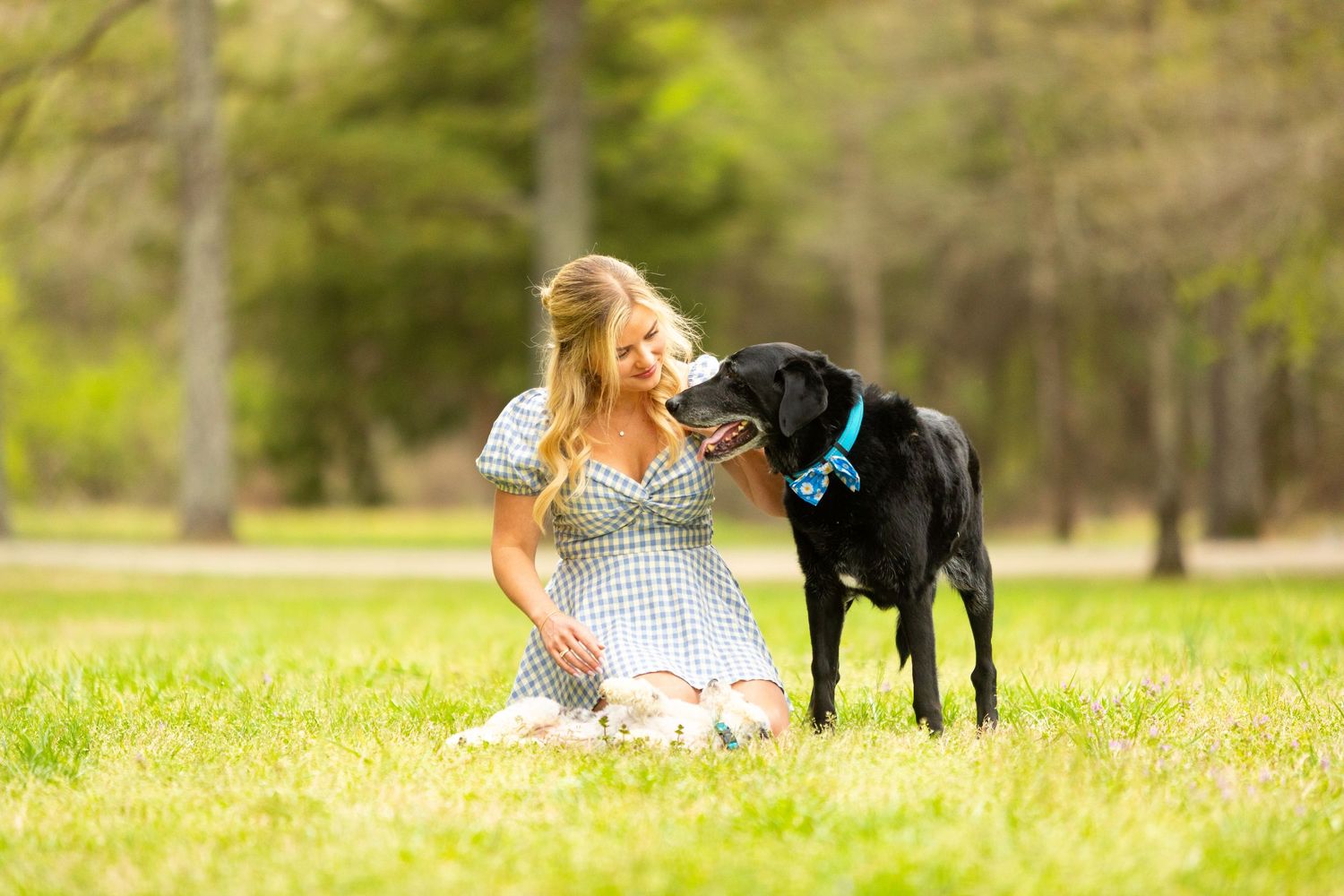 A black labrador retriever stands lovingly next to someone sitting in a grassy meadow on a sunny spring day.