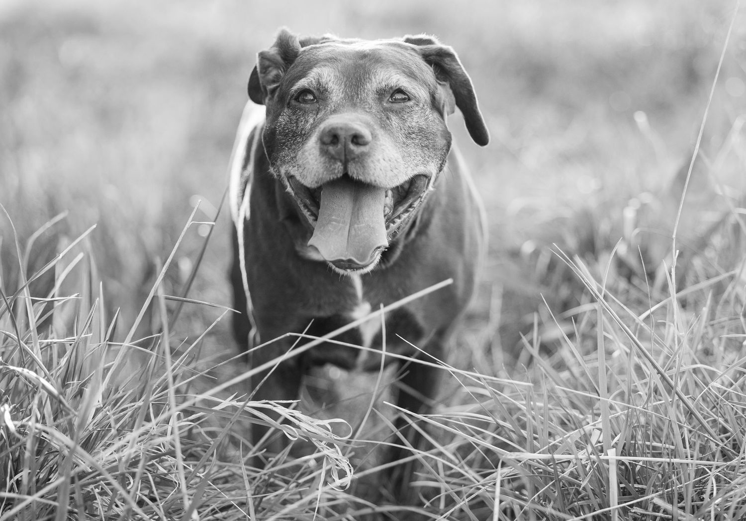 Black and white photo of a happy Pit Bull dog with tongue out sitting in tall grass outdoors.