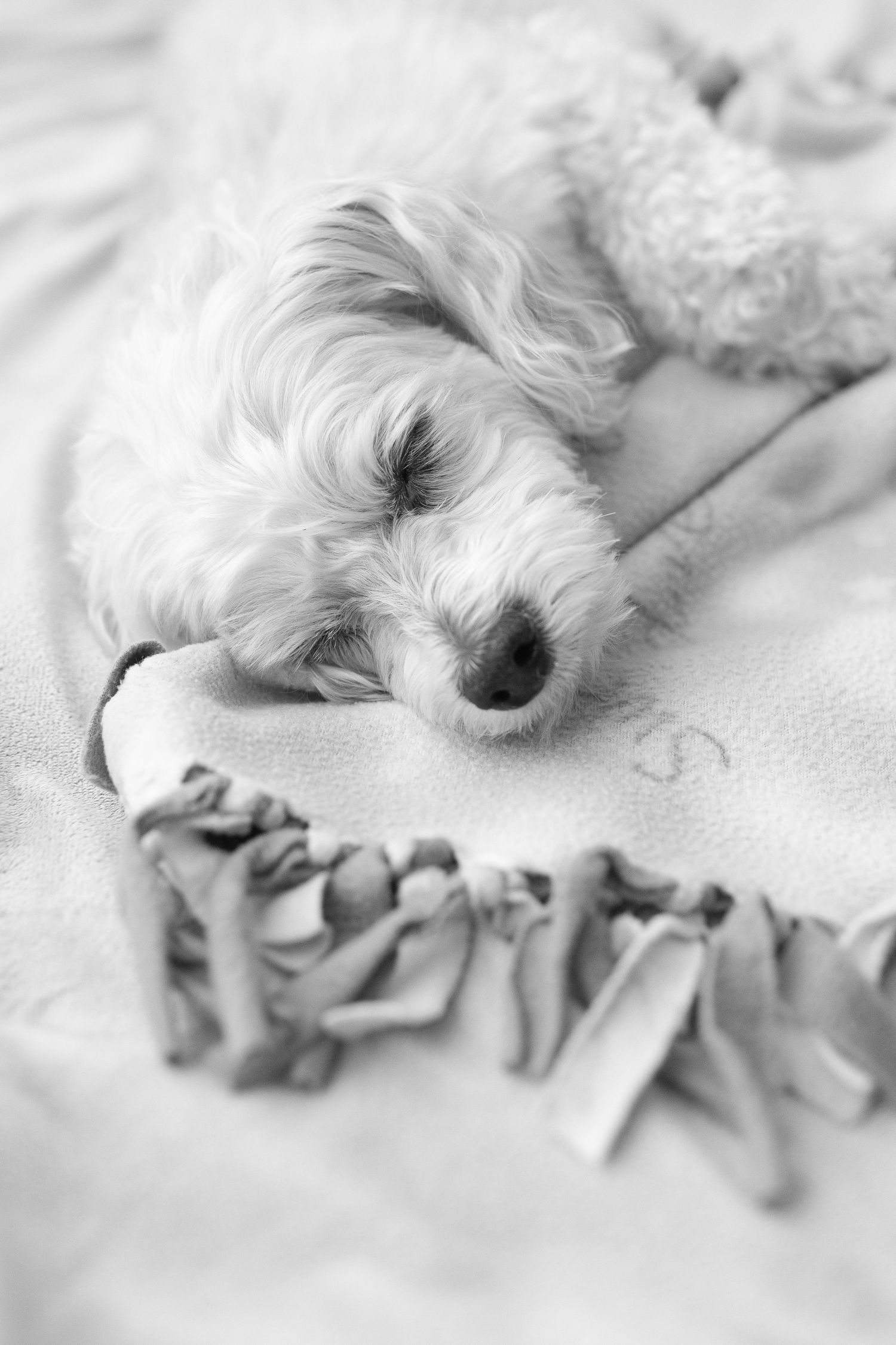 Black and white photo of a small fluffy puppy sleeping peacefully on a soft blanket with a stuffed animal toy.