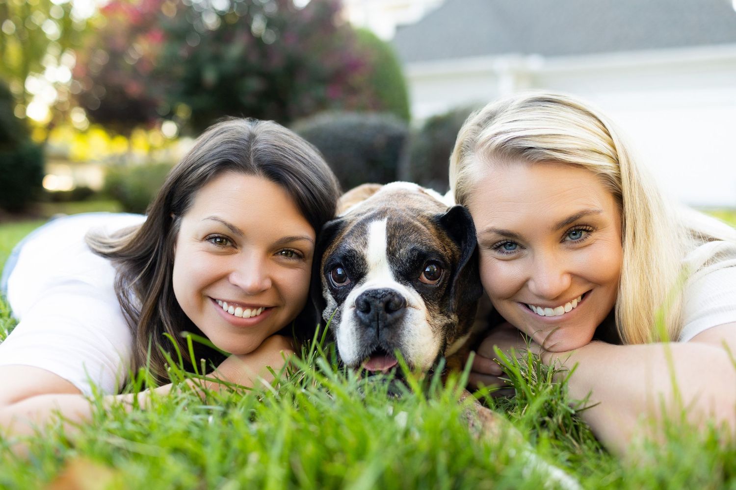 A series of five similar photos showing people lying in grass posing with a Boston Terrier dog.