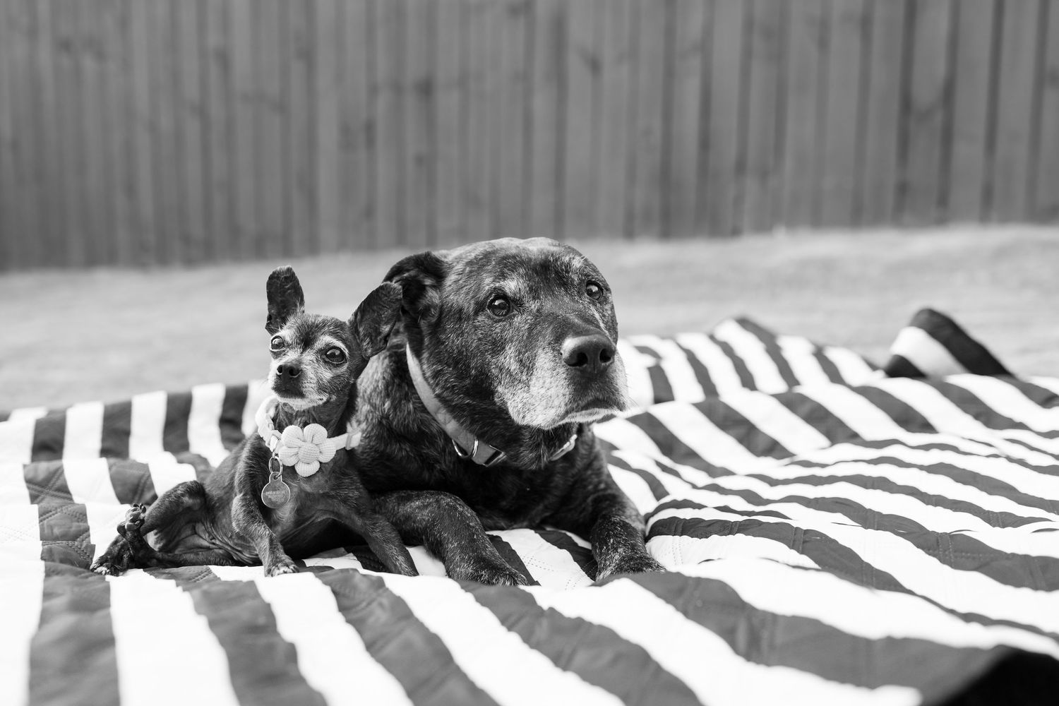 Black and white photo of two dogs resting on a striped blanket outdoors.