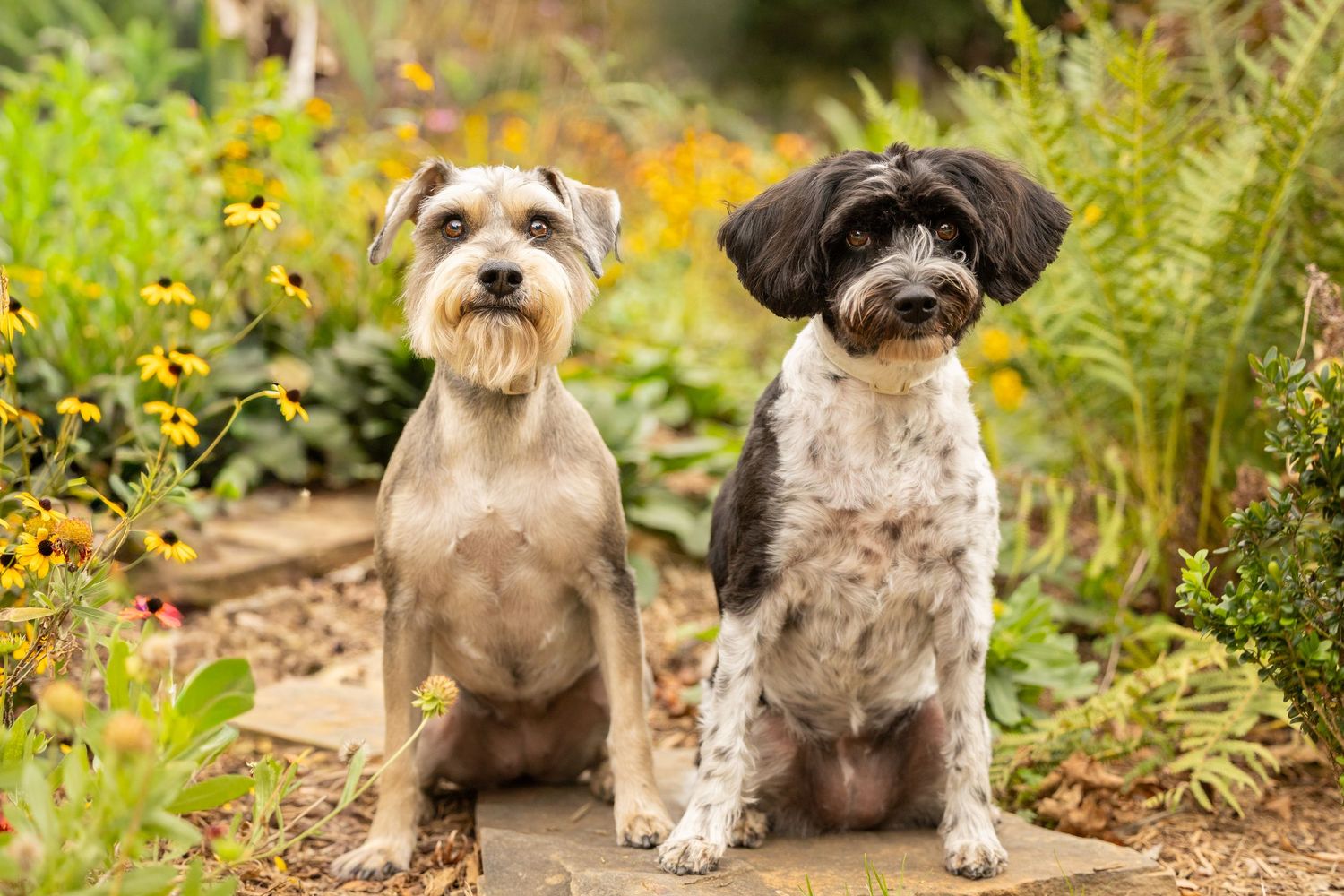 Two small scruffy dogs, one light and one dark colored, sitting together in a garden with yellow flowers and green foliage.