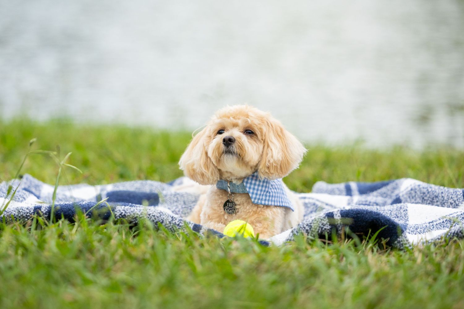 Fluffy tan Cavapoo puppy sitting on a blue plaid blanket in green grass wearing a blue bandana.