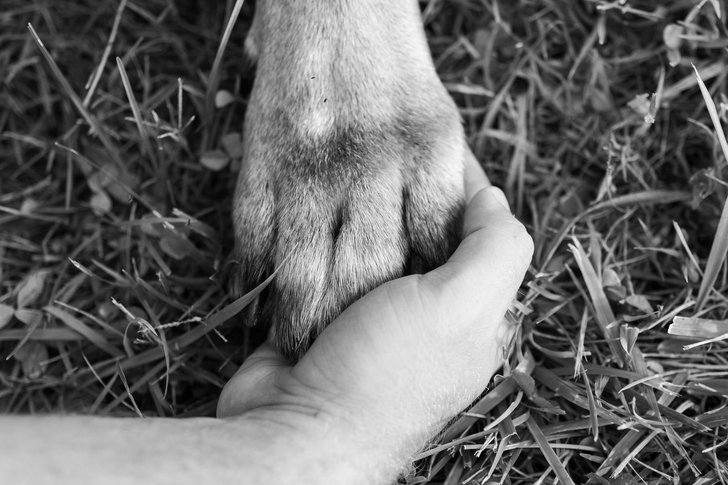 Black and white photo of a human hand tenderly holding a dog's paw over grass in a heartwarming moment.