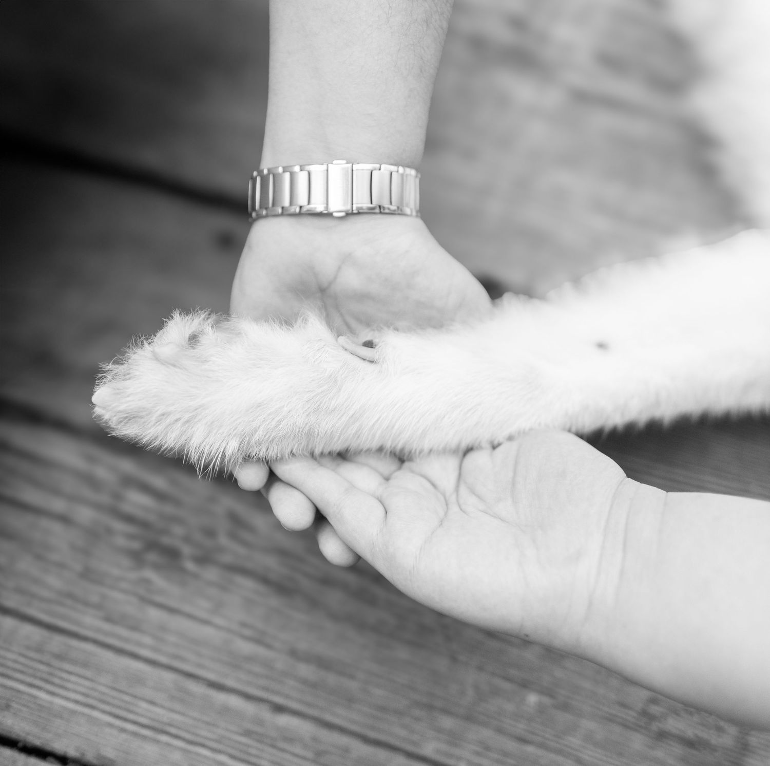 Black and white close-up of hands holding a soft white feather against a wooden surface.