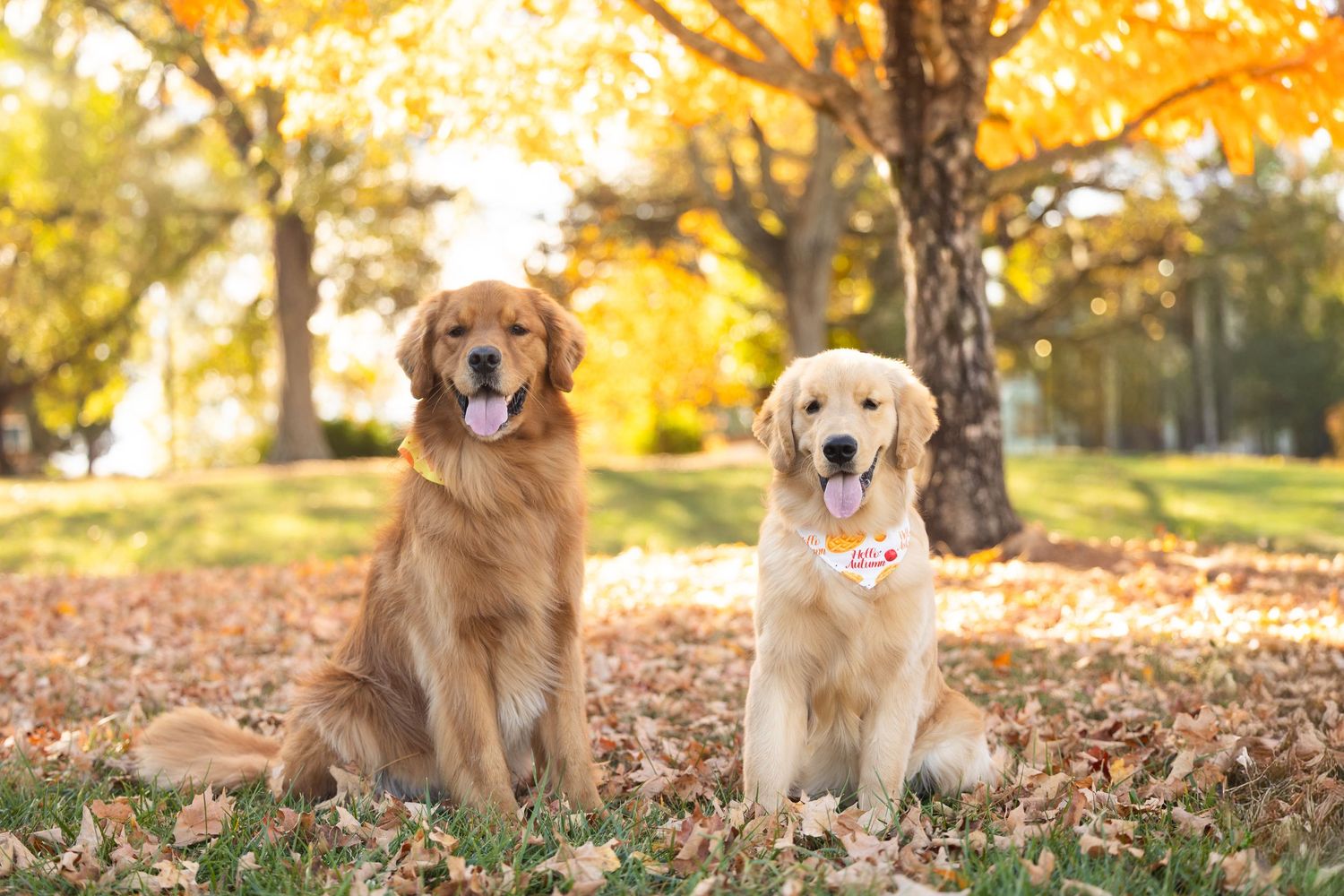 Golden retriever dogs sitting in colorful autumn leaves during sunset at a park.
