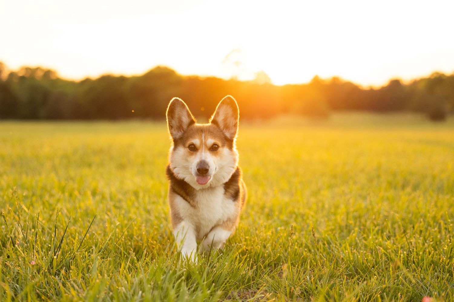 A happy Corgi dog running through a lush green field bathed in golden sunset light.