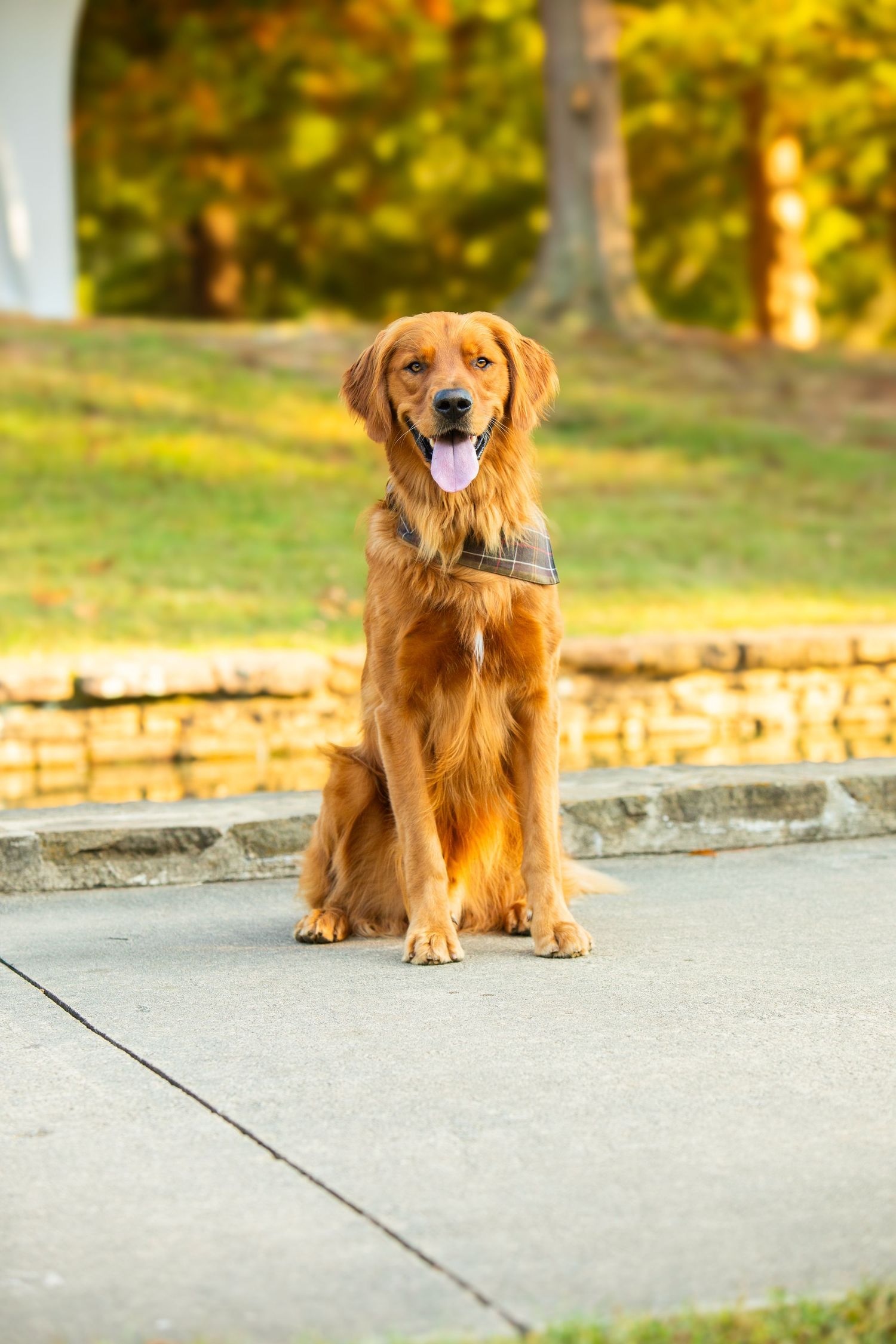 A happy Golden Retriever dog sits on a concrete path holding a newspaper in its mouth on a sunny autumn day.