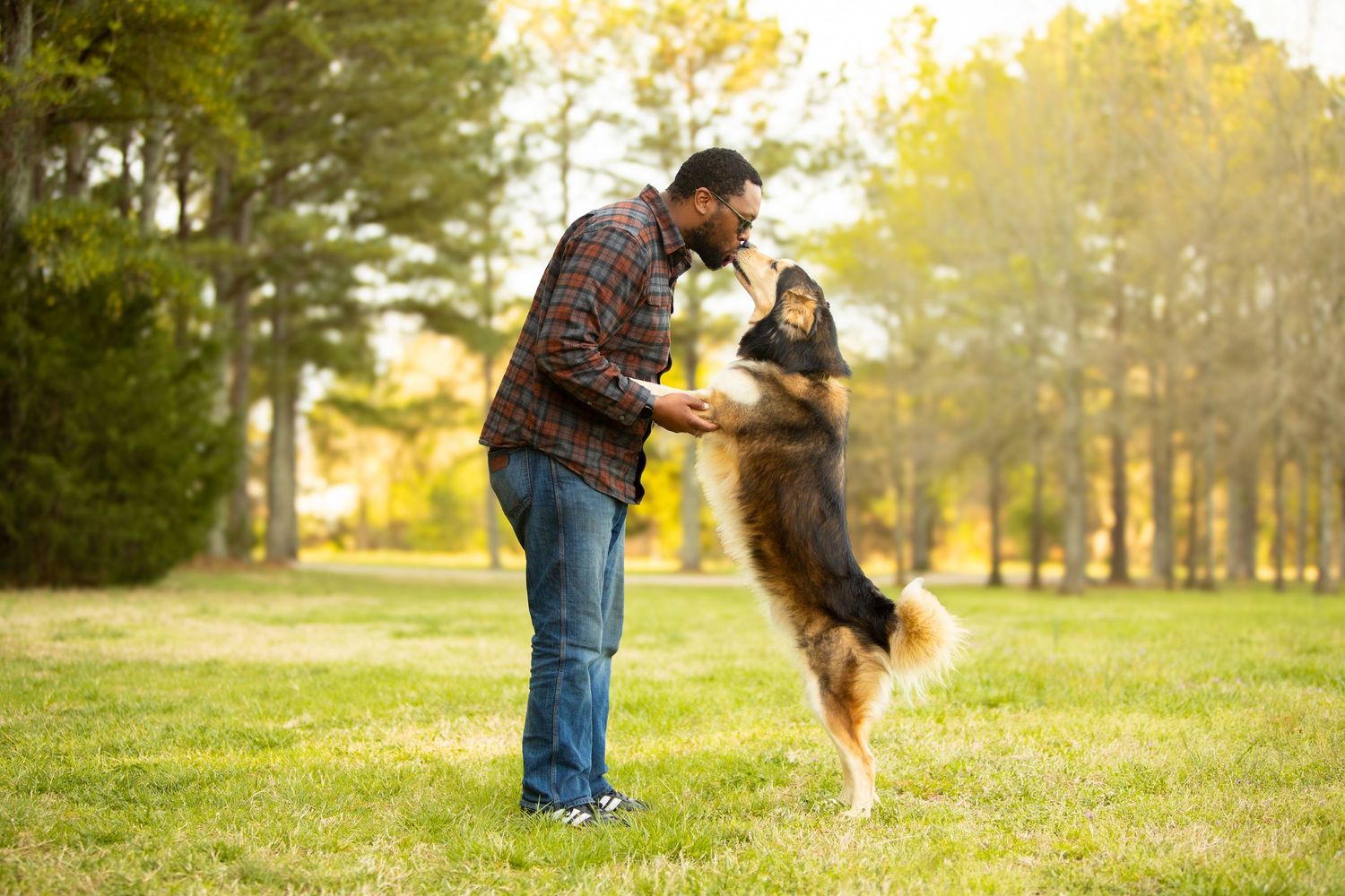 A person trains a German Shepherd dog outdoors on a grassy field during golden hour.