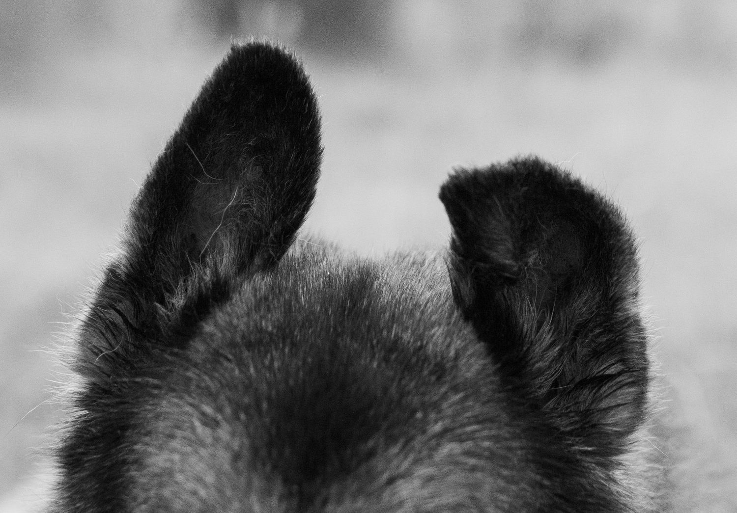 Close-up shot of a black wolf's pointy ears and head silhouetted against a light gray background.