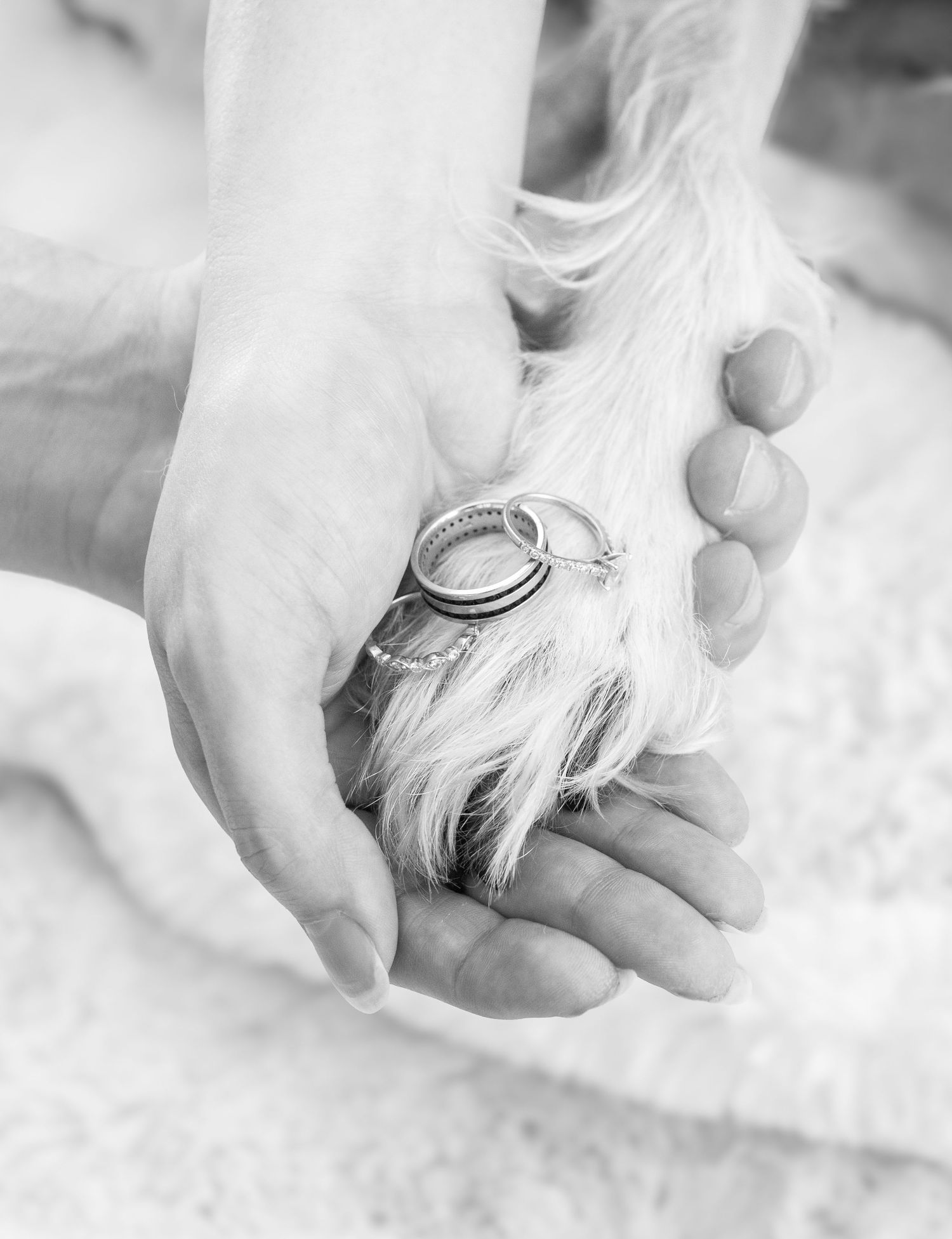 A delicate hand holds a shimmering engagement ring nestled among soft white fur in a black and white photograph.