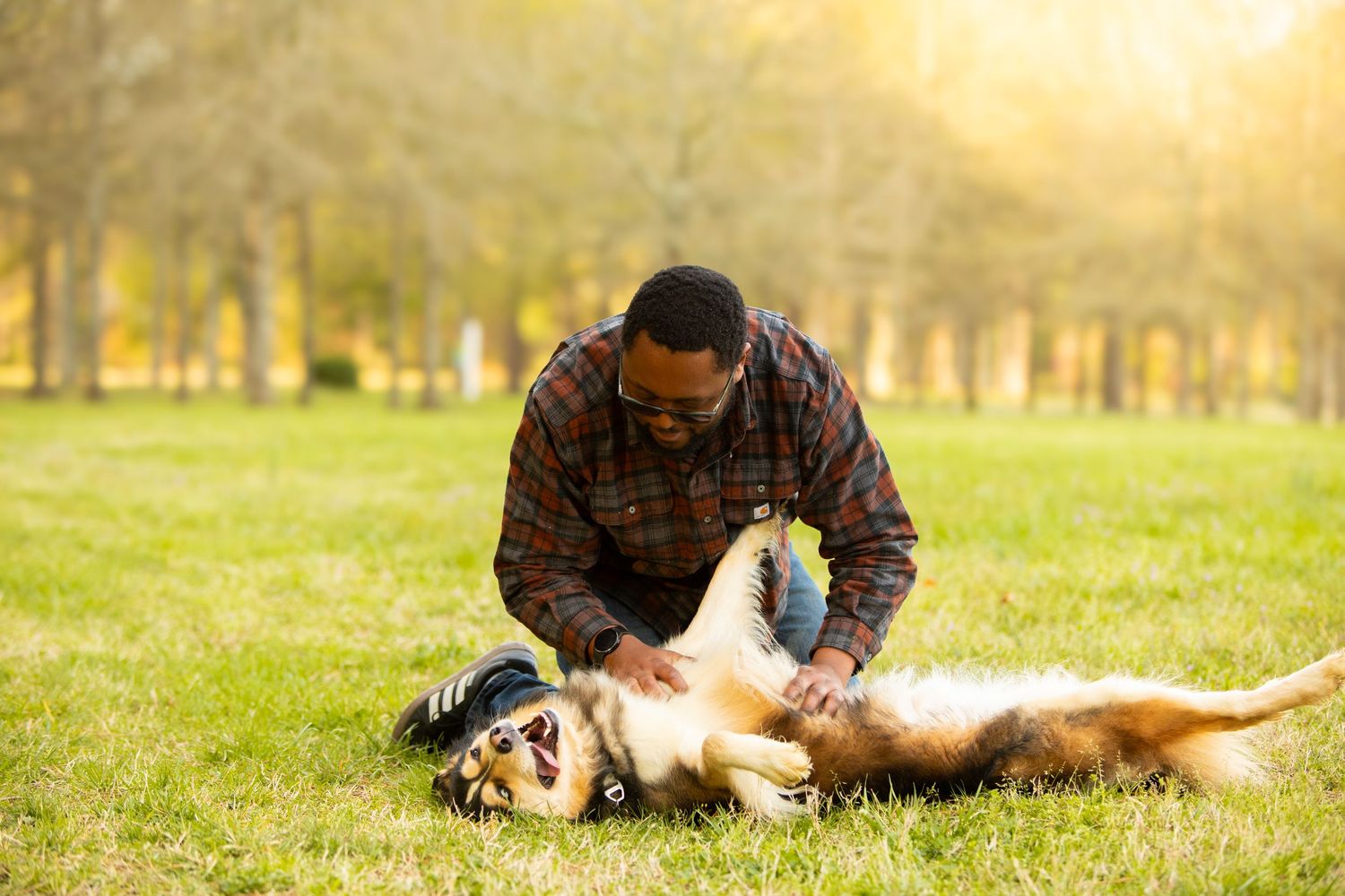 Man playing with his dog rolling in green grass at a sunny park with trees in background.