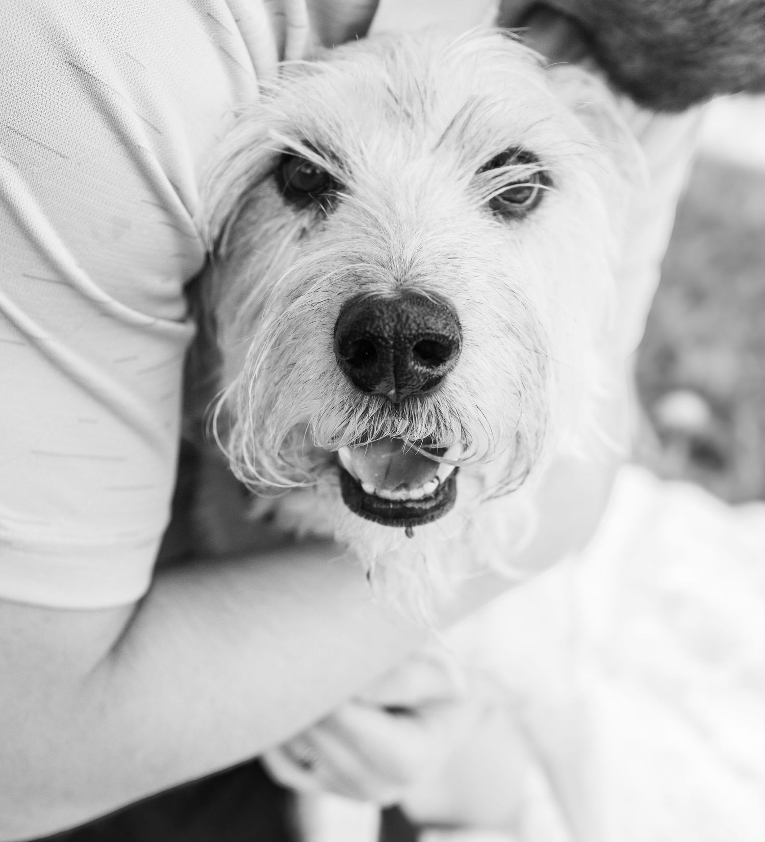 Close-up black and white portrait of a happy white terrier dog with scruffy fur and a cheerful expression.