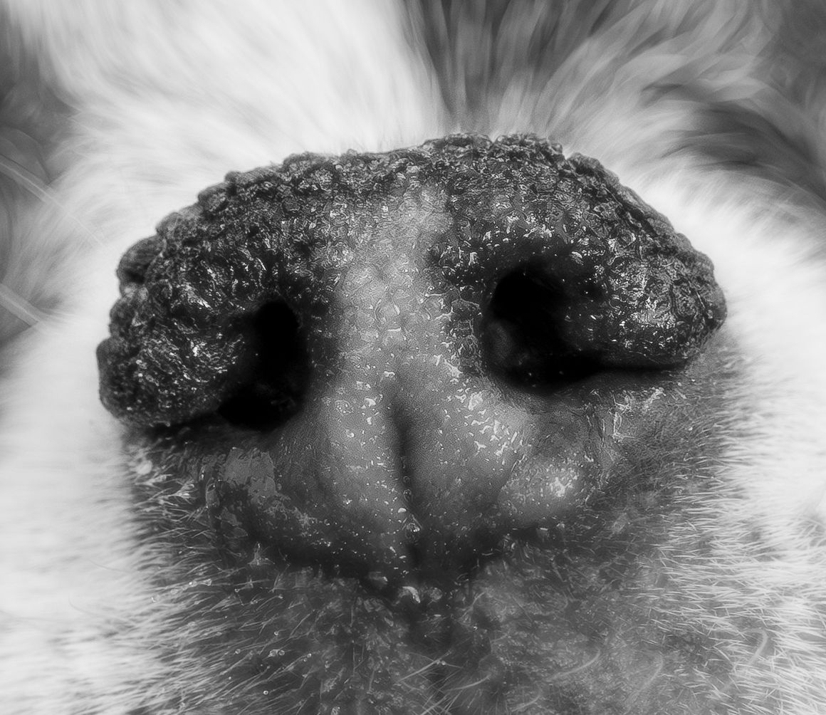 Extreme close-up black and white photo of a dog's wet nose showing detailed texture and nostrils.