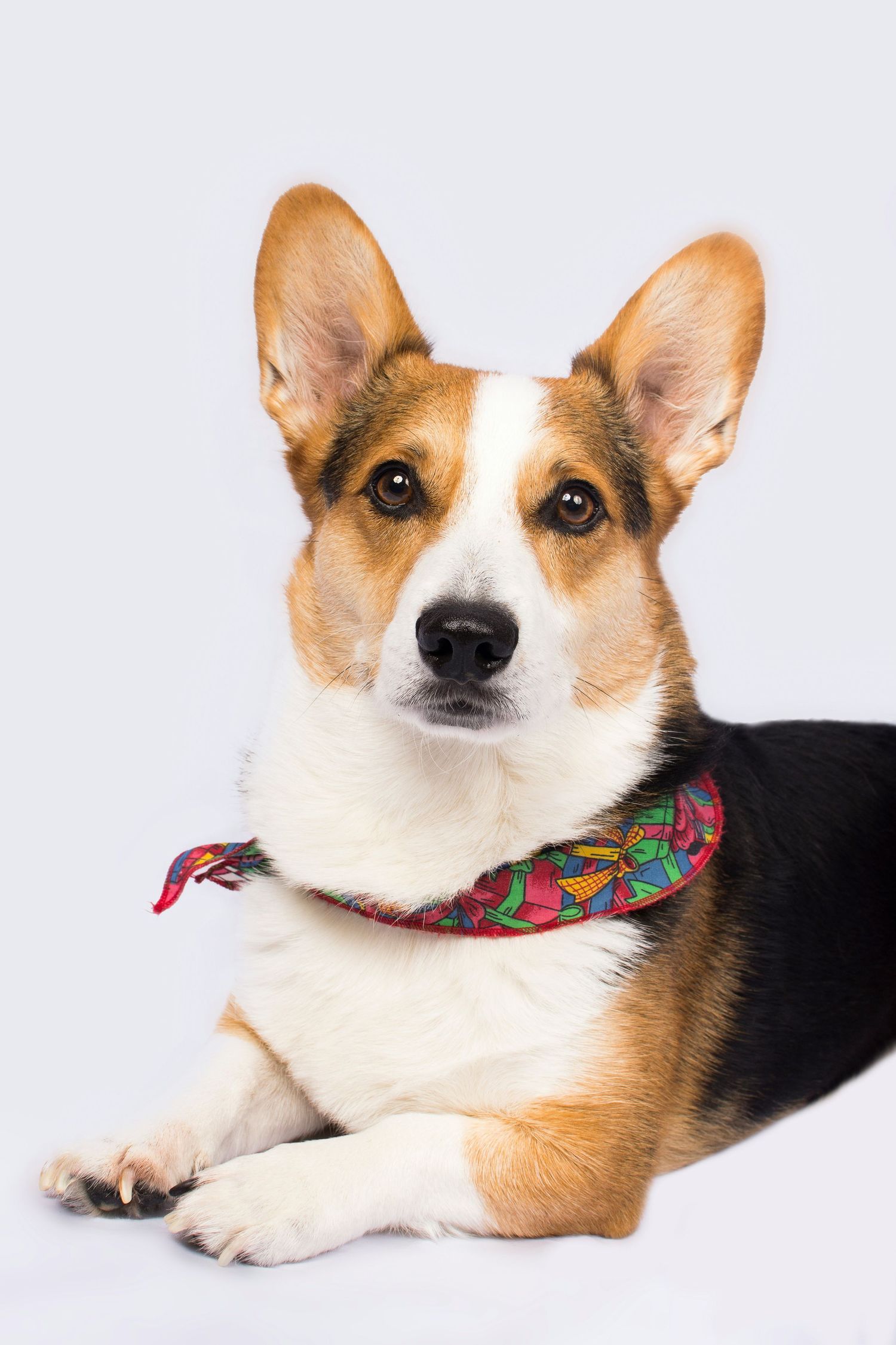 Four studio portraits of a tri-colored Pembroke Welsh Corgi dog showing different angles against a white background.