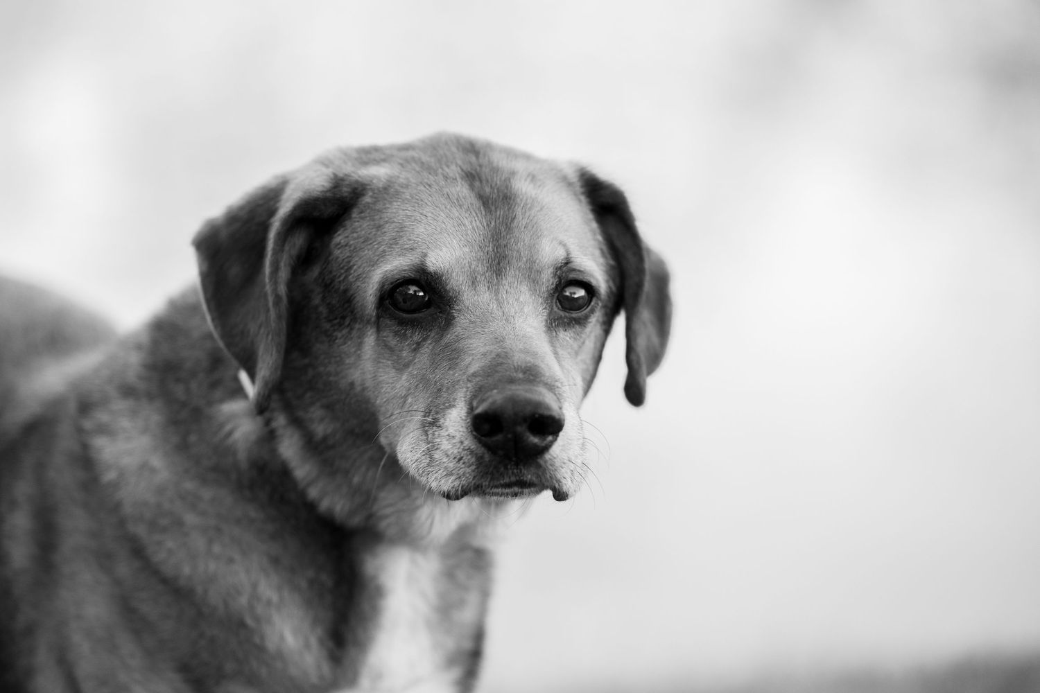 Black and white portrait of a senior mixed breed dog with soulful eyes looking at the camera.