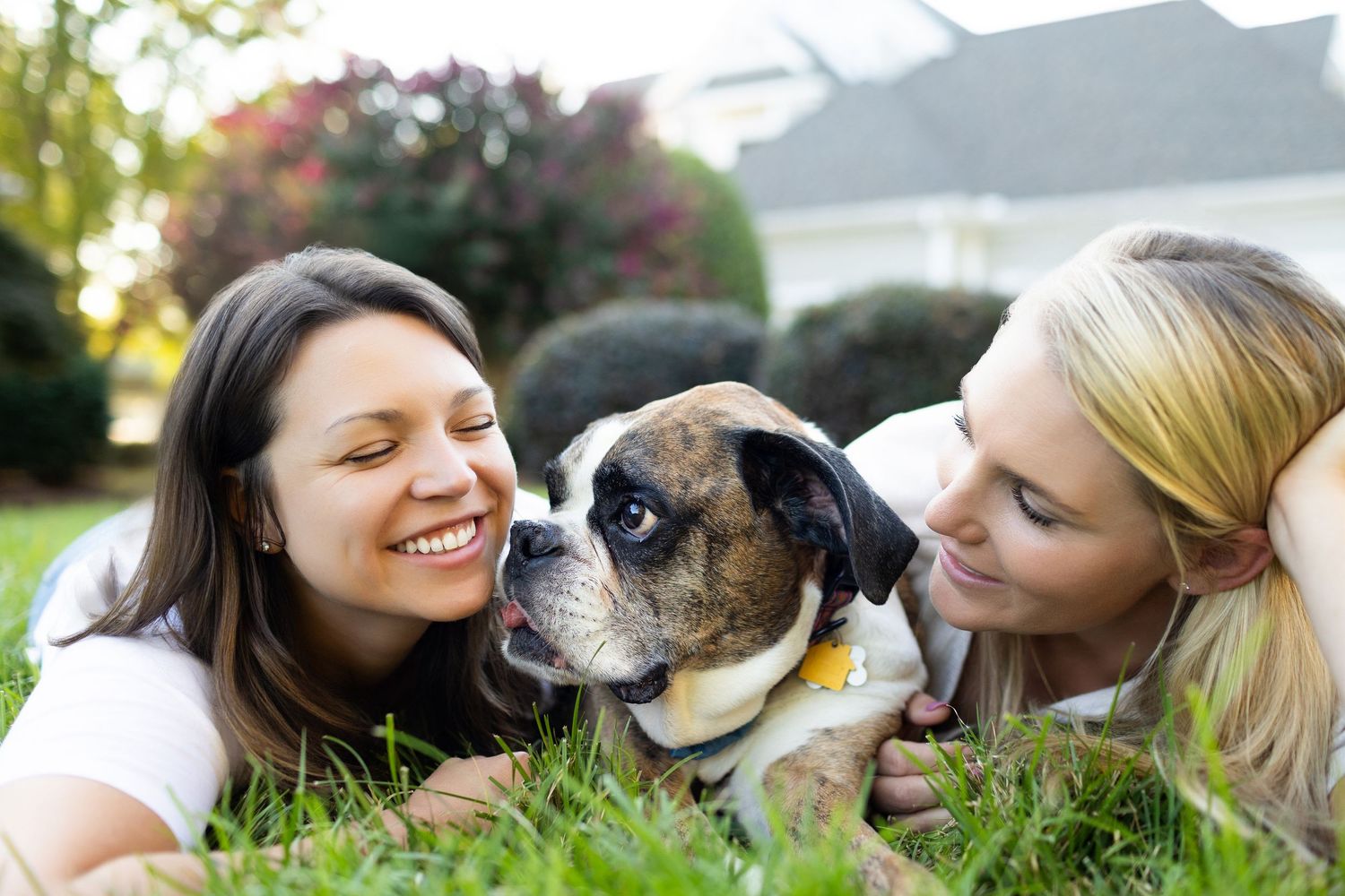 A person lies on grass getting kisses from an affectionate Australian Shepherd dog in a heartwarming outdoor moment.