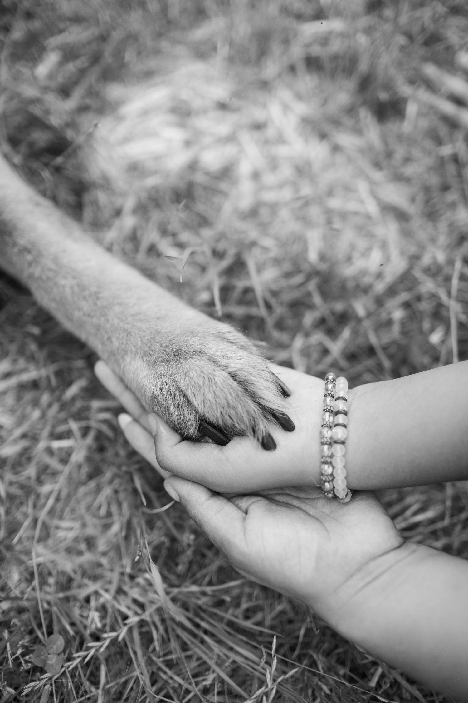A paw-inspired bracelet design captures an emotional bond between a dog and its owner against a grassy background.