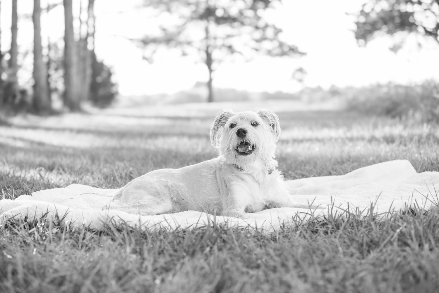 A happy white fluffy dog lies on a blanket outdoors in a black and white photograph.