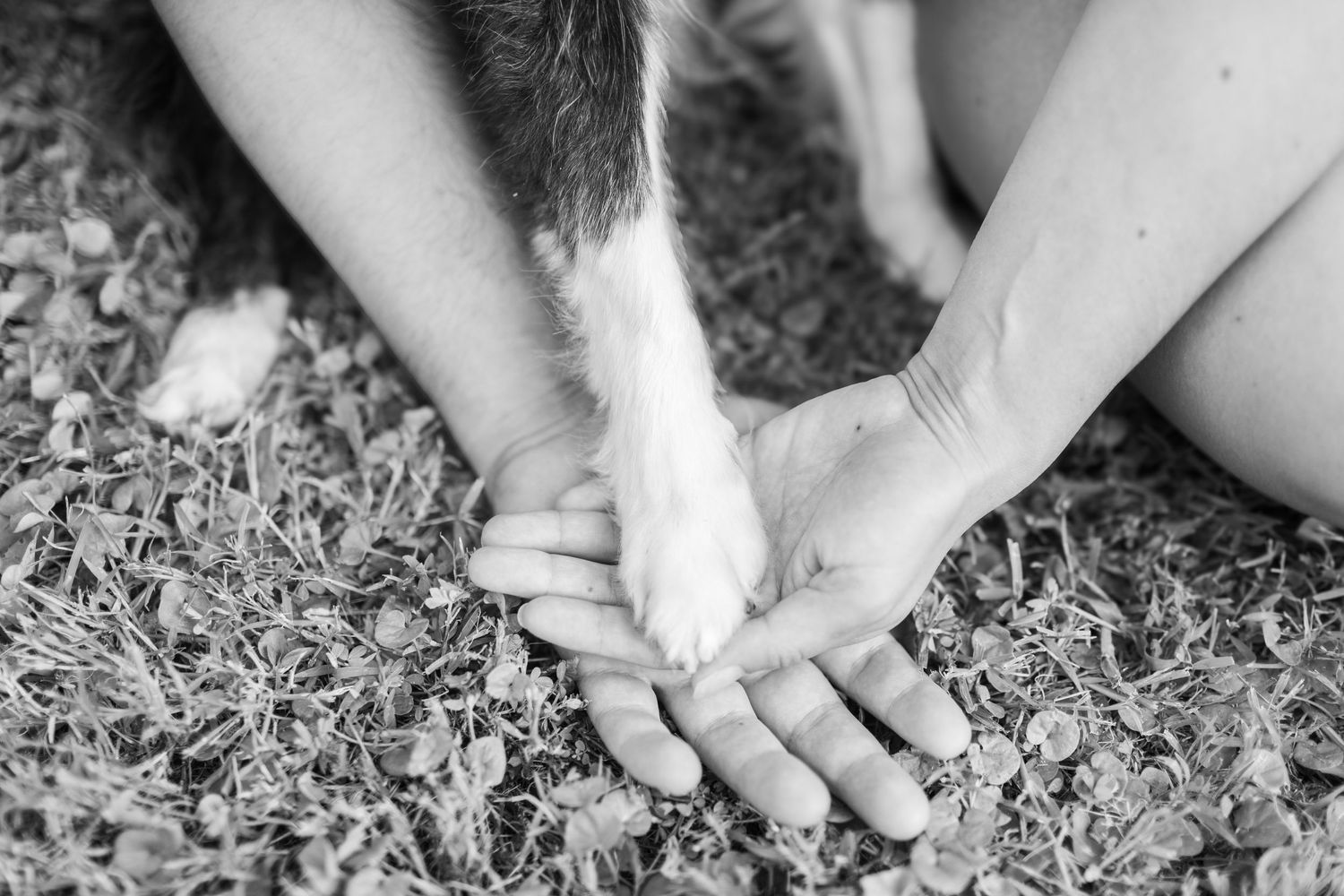 Hands gently pinch small flower buds from stems in a grassy garden setting.
